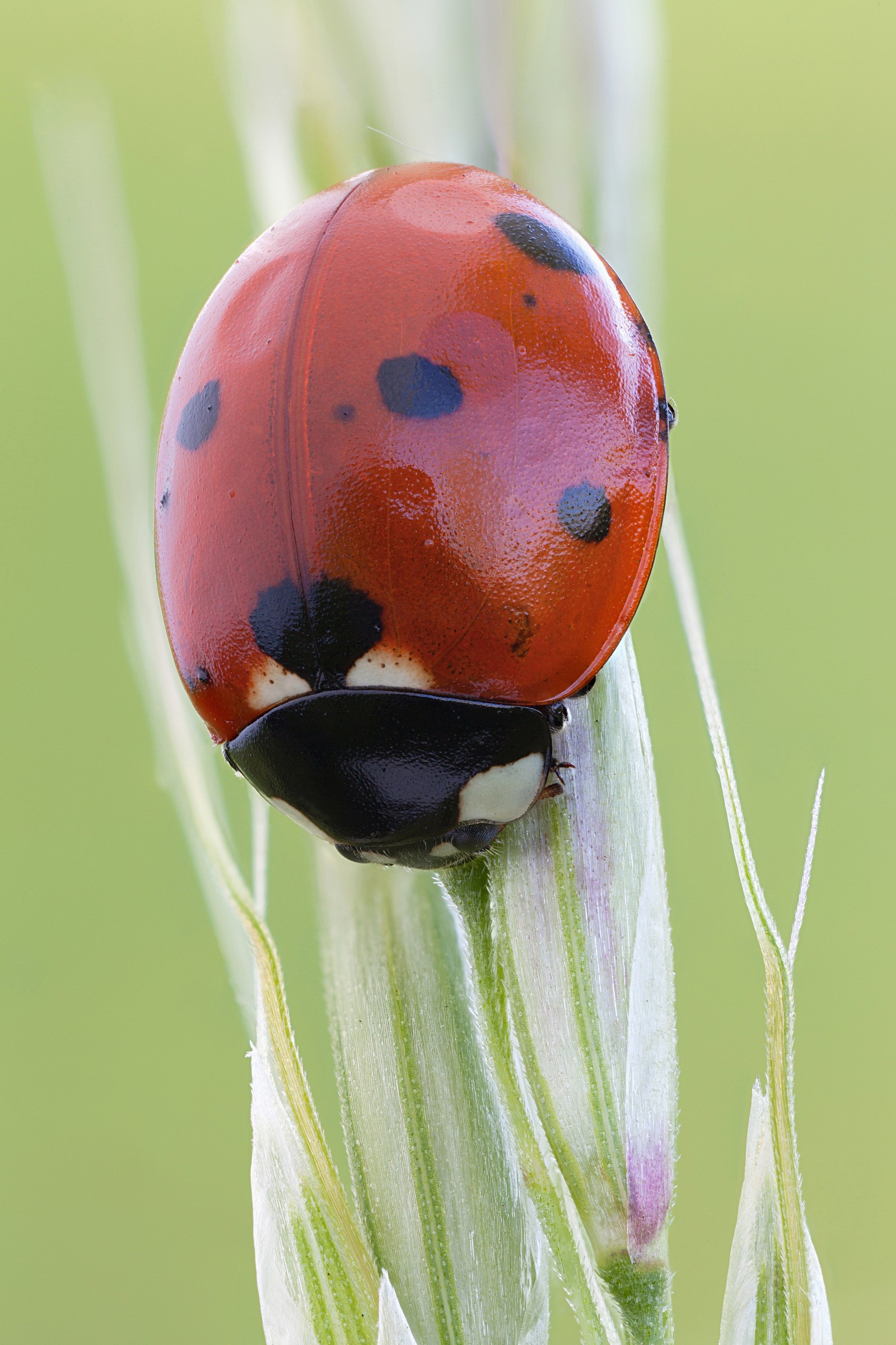 Coccinella septempunctata - parte II