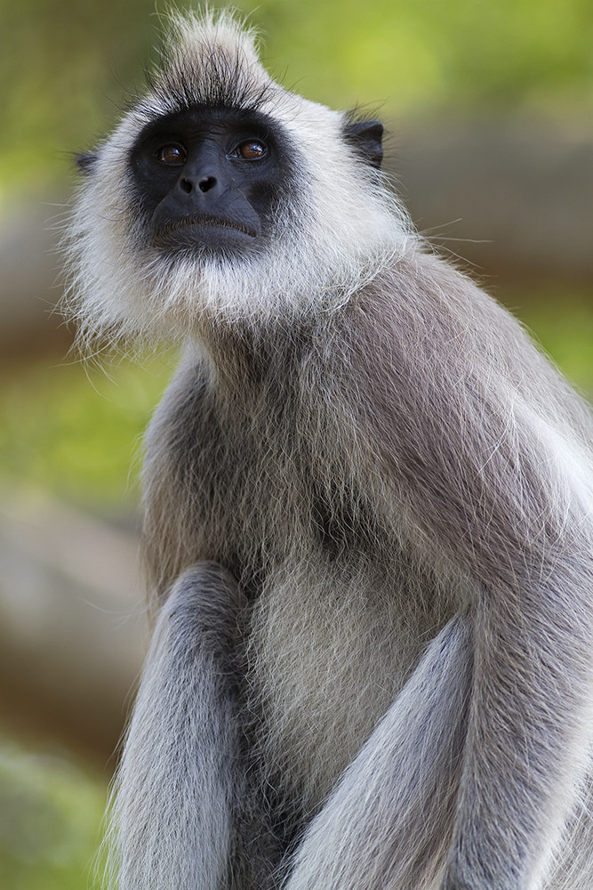 White Monkey