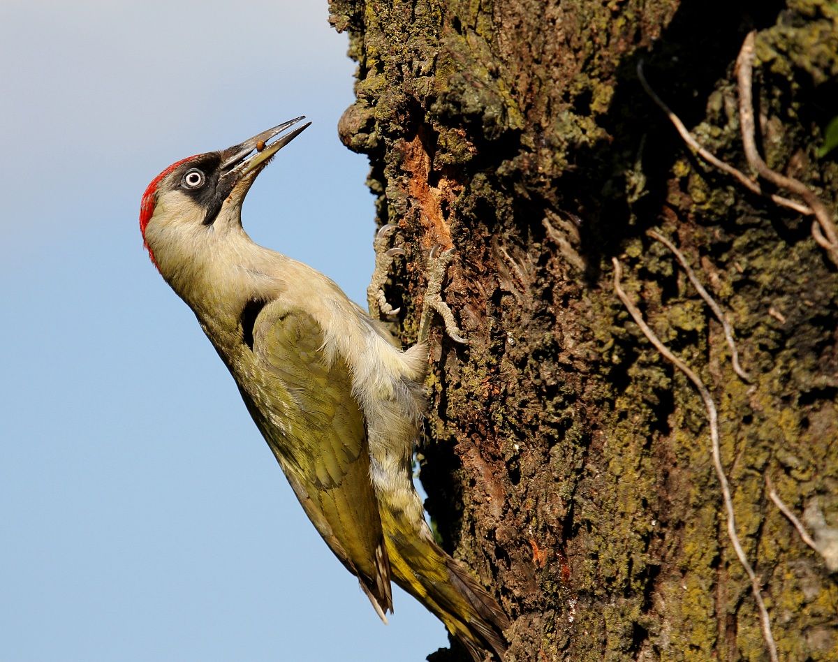 green woodpecker