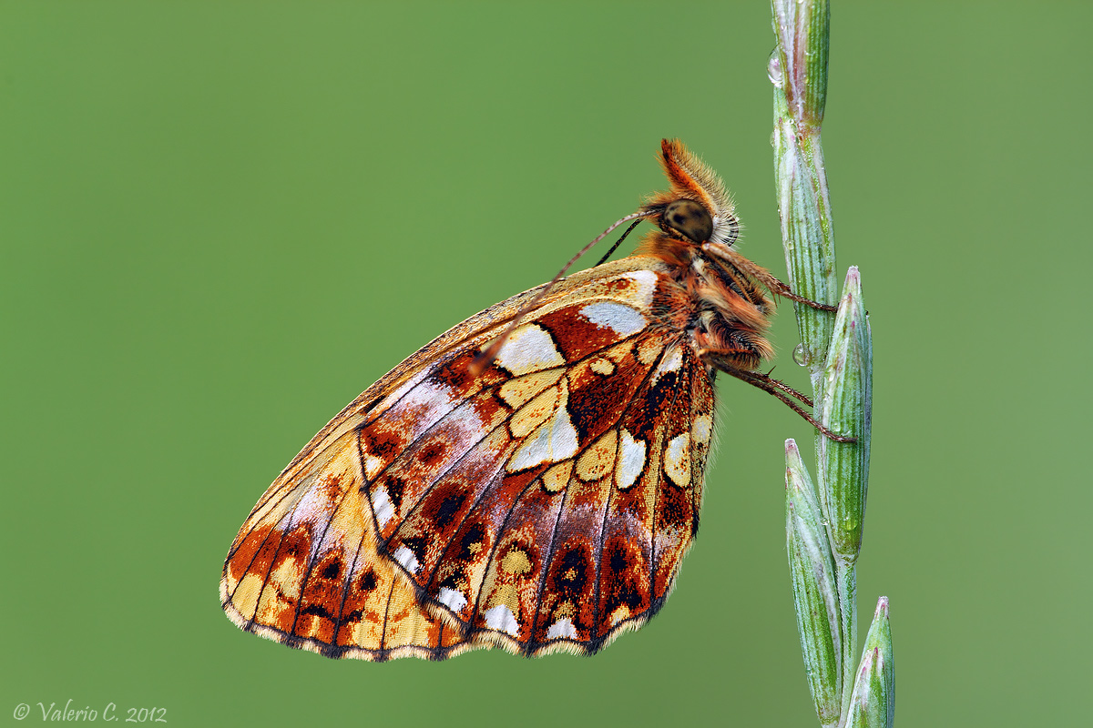 Boloria give