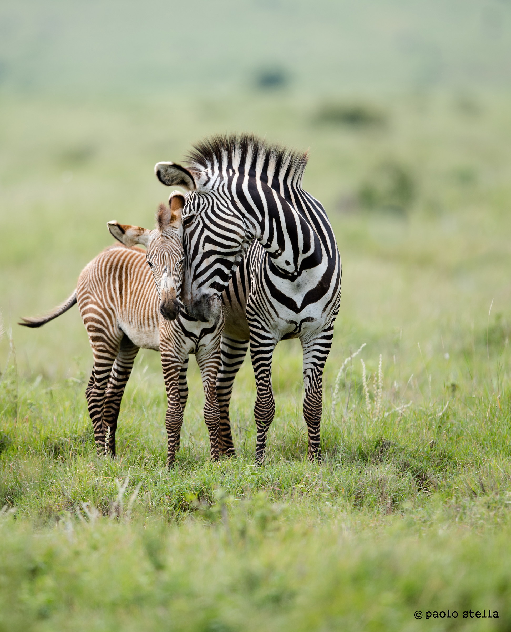 pampering - Grevy's Zebra