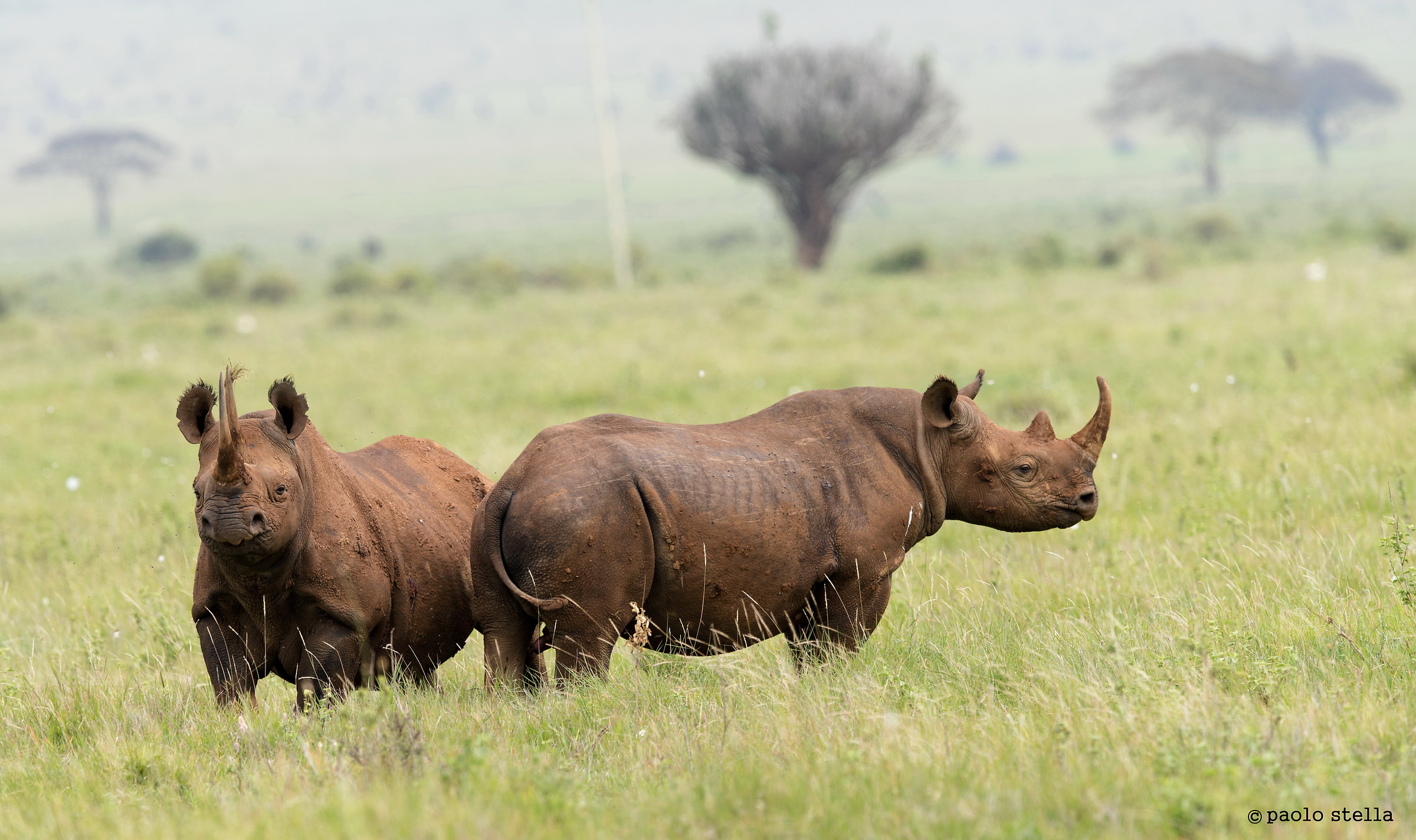 Big ones - Black Rhinos