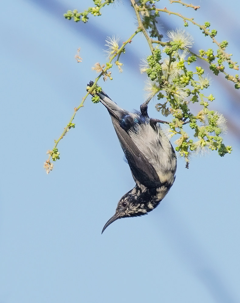 Purple sunbird, juvenile.