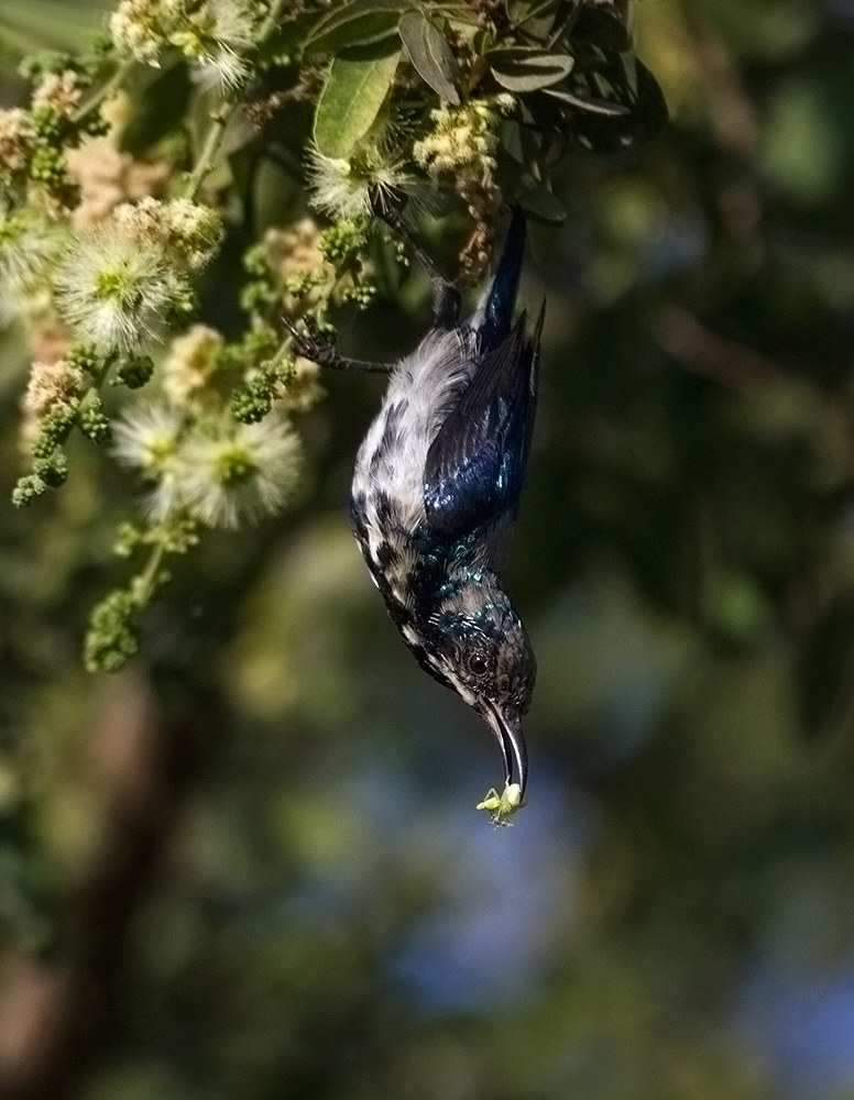 Purple sunbird, juvenile with spider.