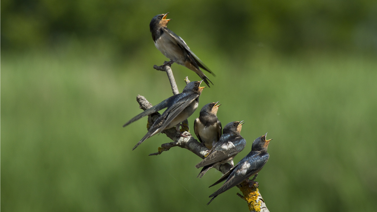 Giovani Rondini e lo sguardo verso il cielo............