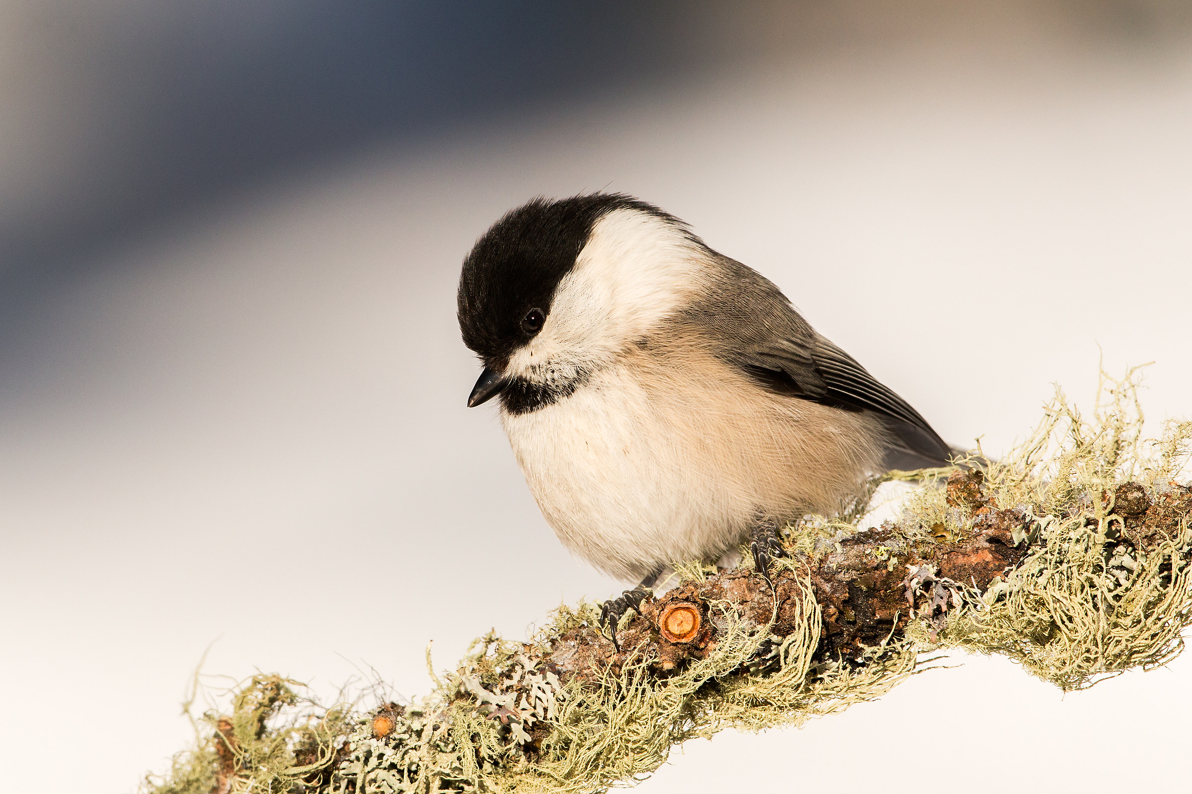 willow tit