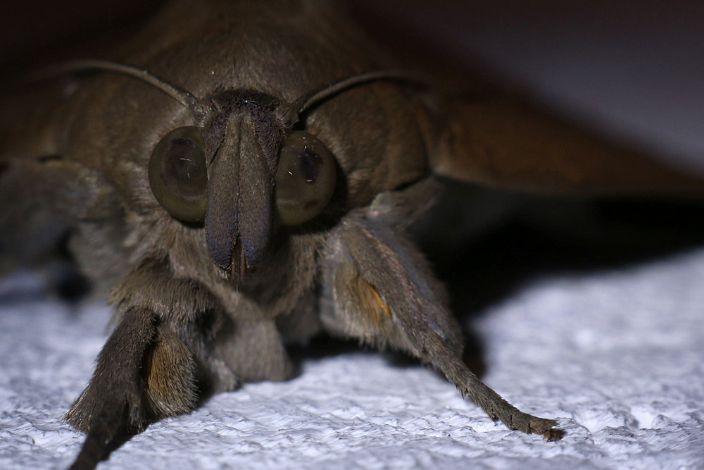 vecchio n 'saggio ?? Forse sì ... forse no