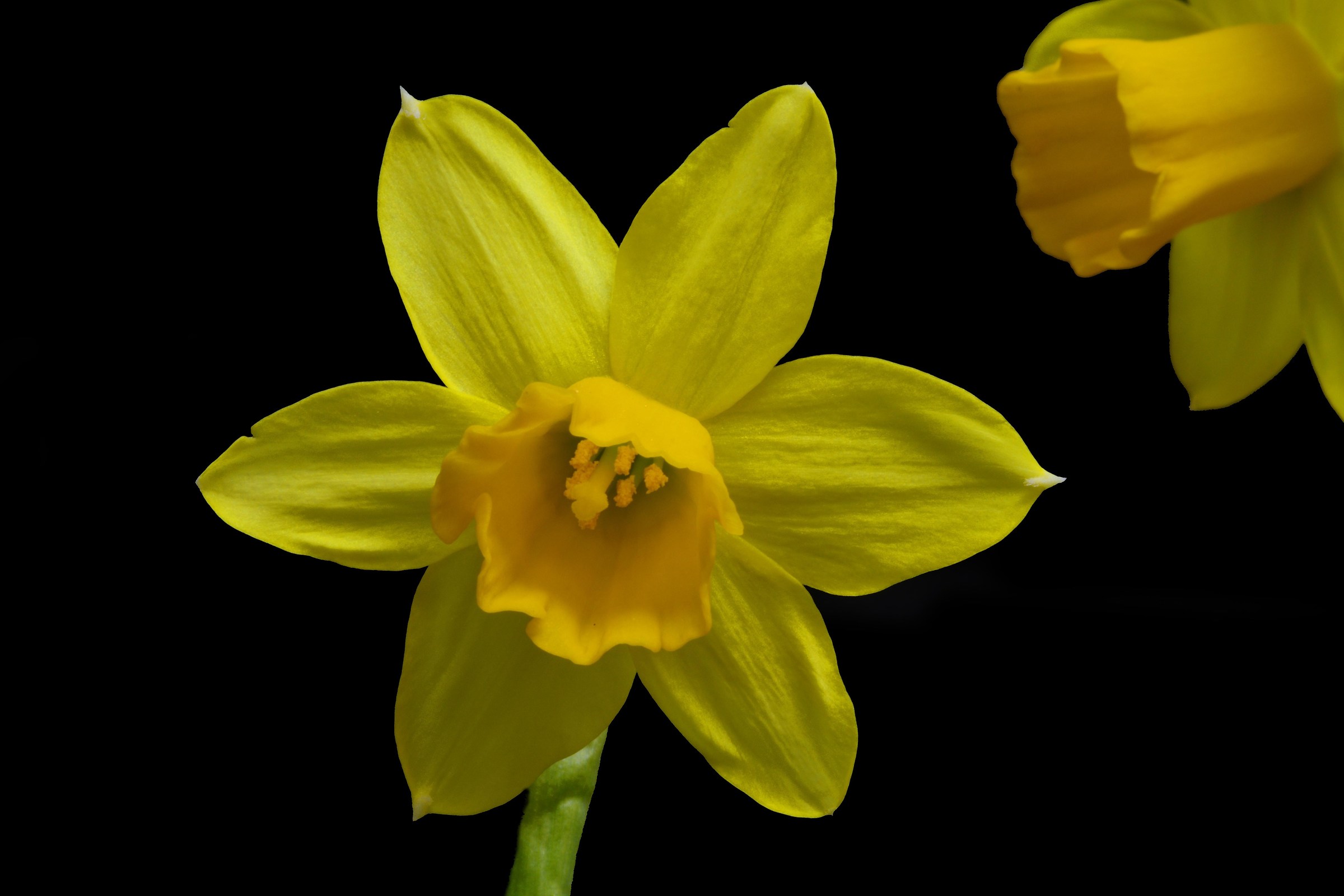 Narcissus