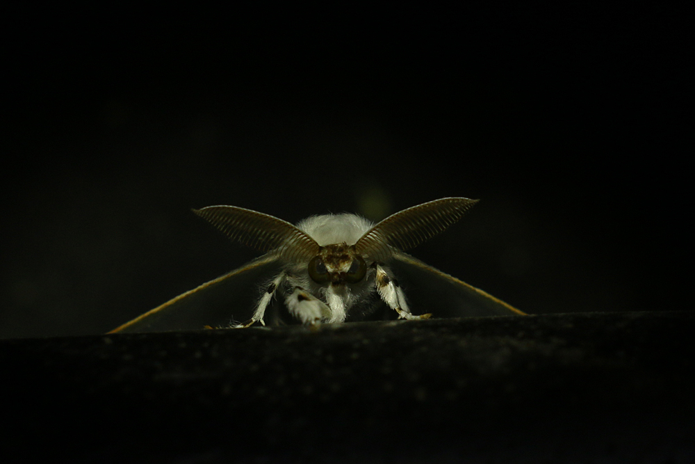 il vero maestro chee-fu ...: D !!!