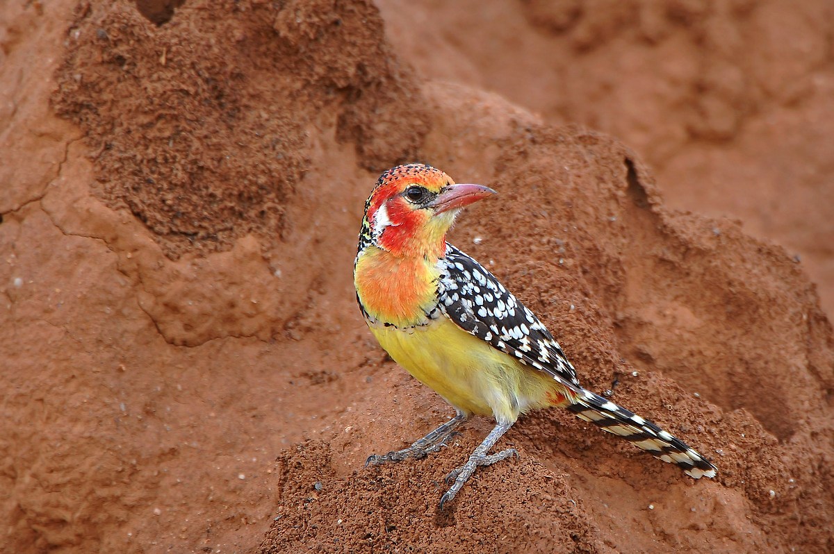The Barbet and termite mound