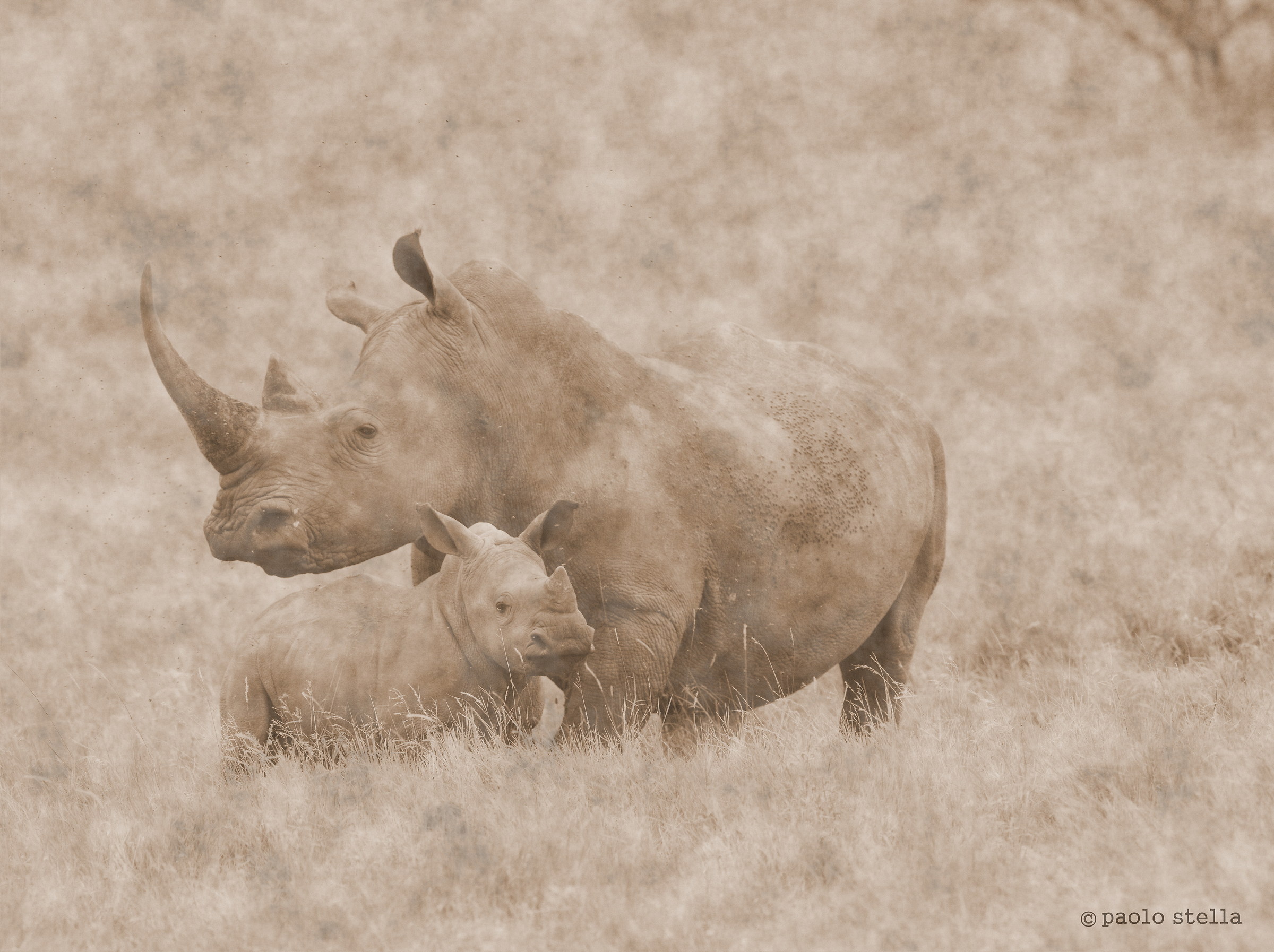 mom & cub white rhinos