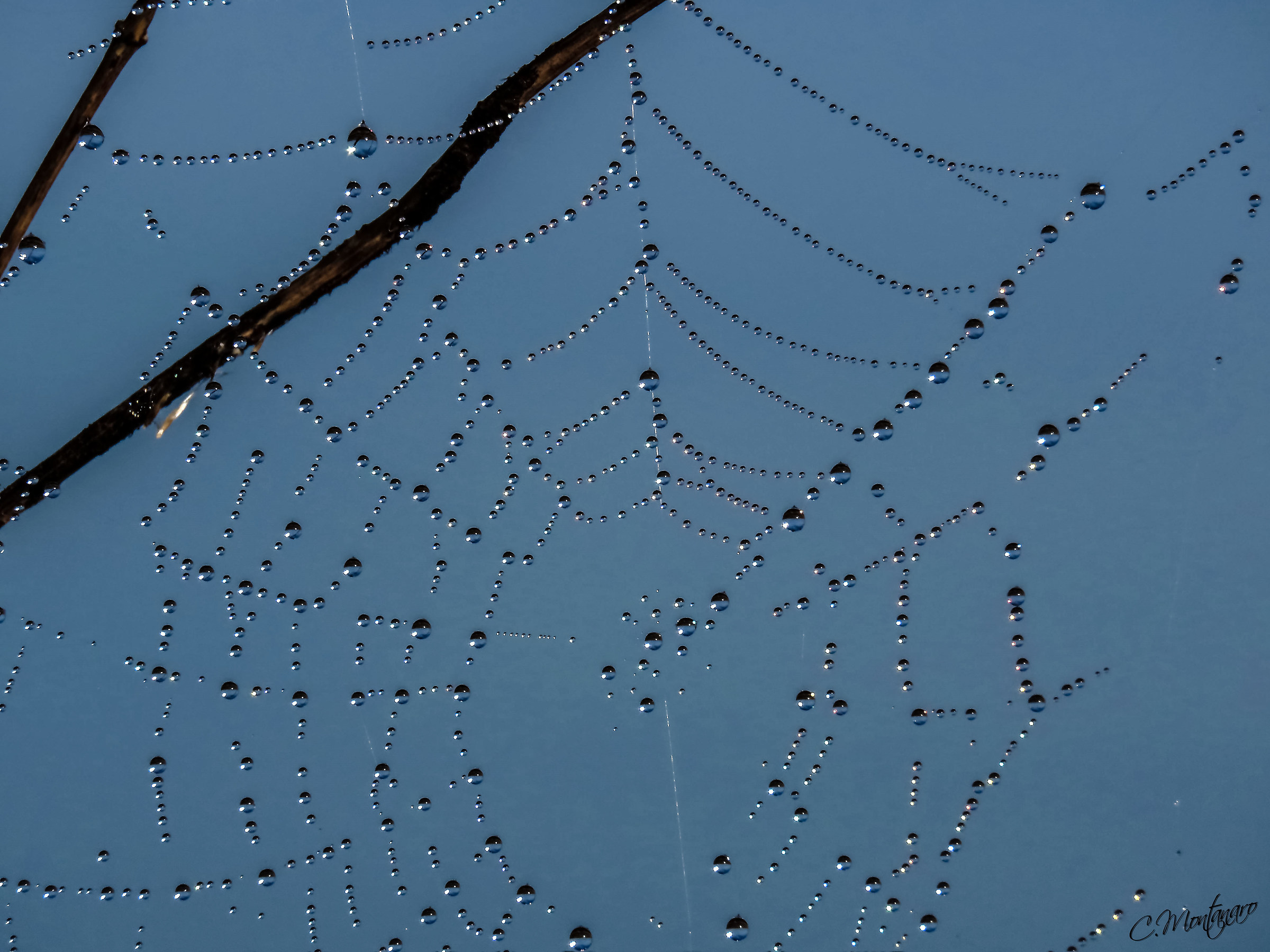 dew pearls on cobweb