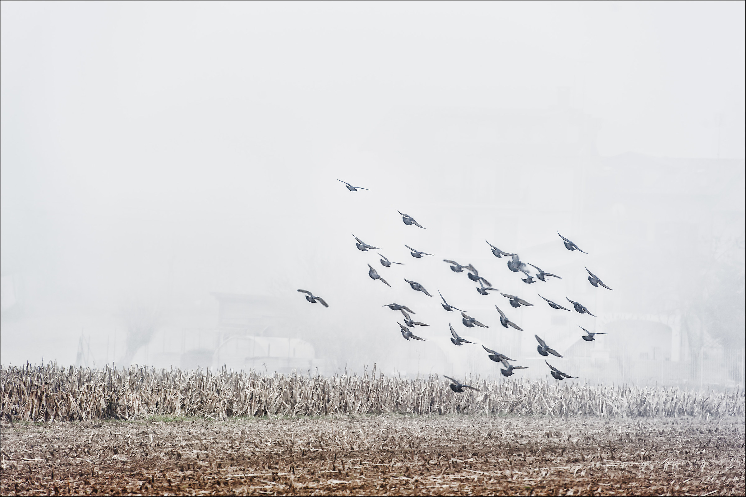 Autumn in the countryside Cuneo