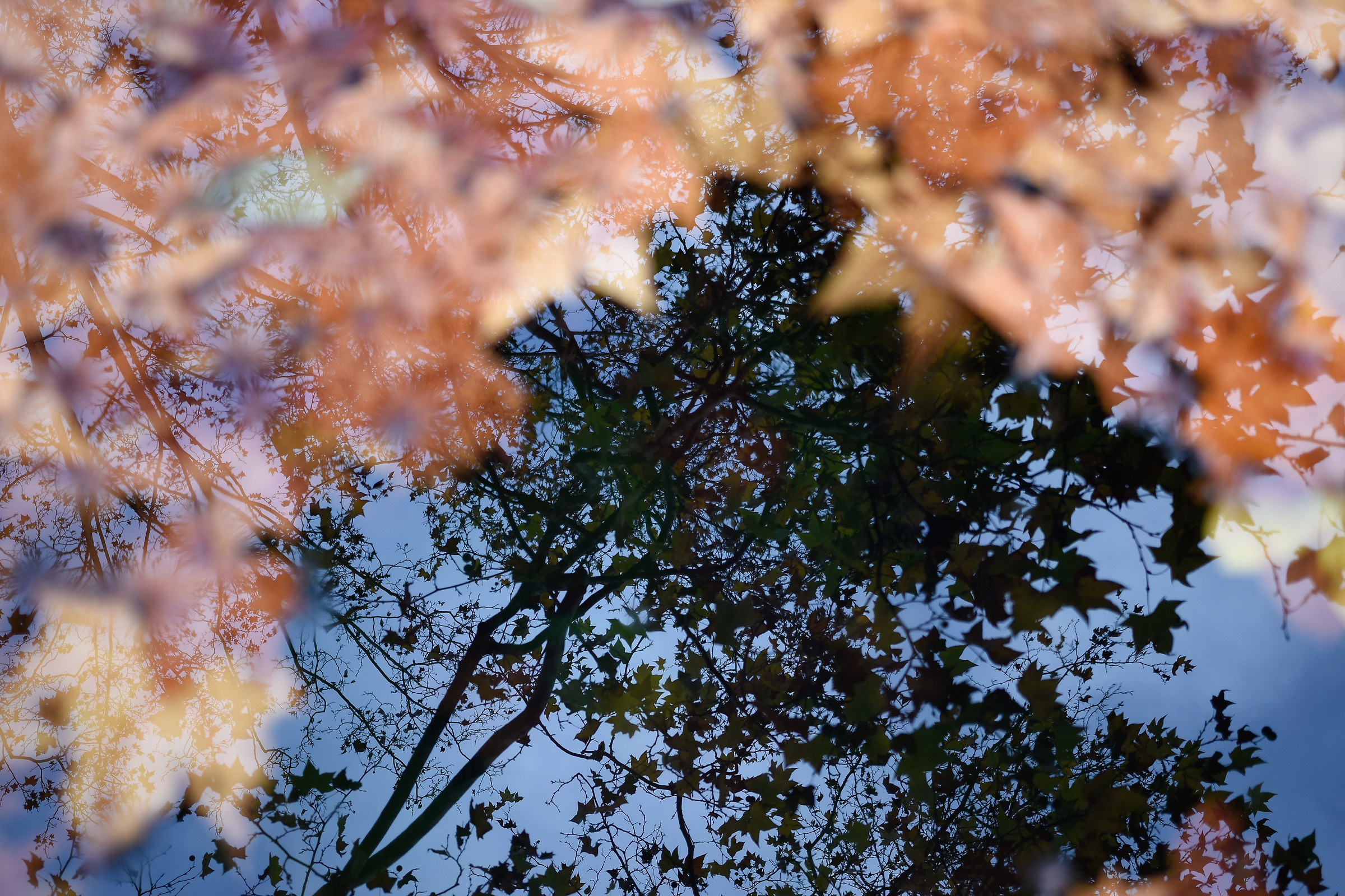 Autumn Reflections