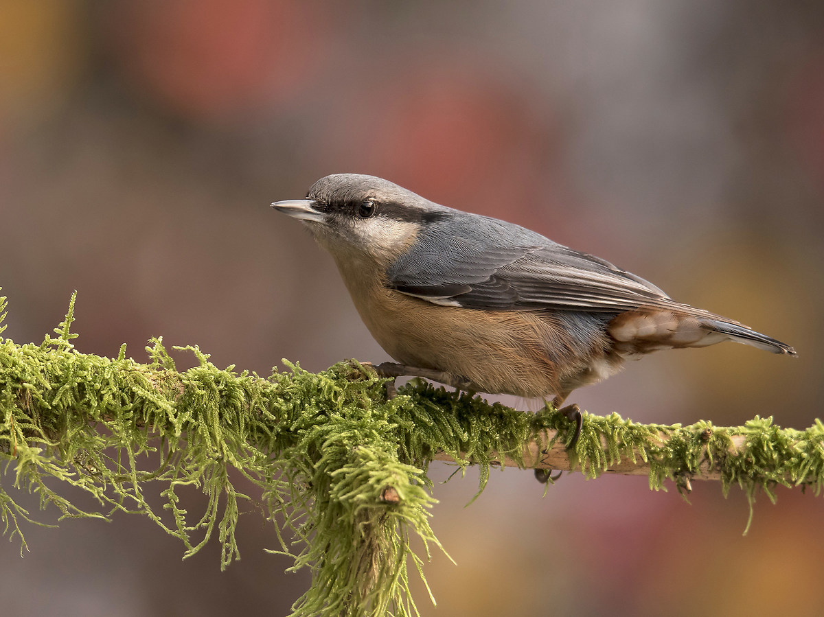 Nuthatch 2