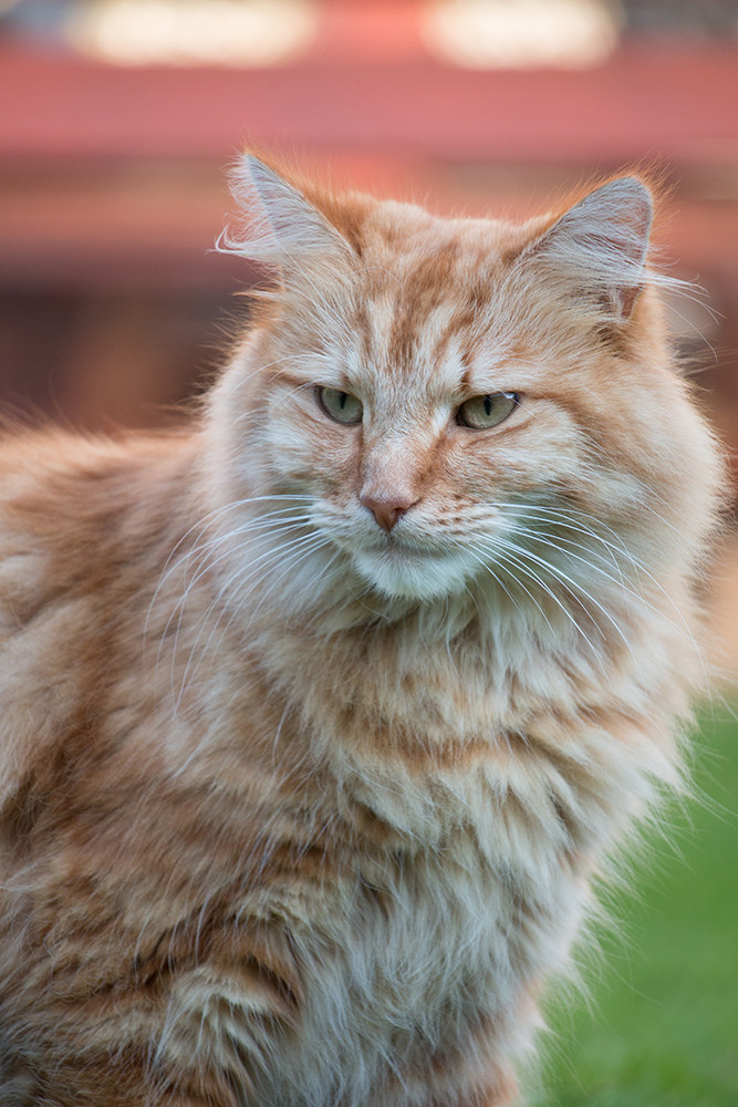 si incontrano Baloo !!!