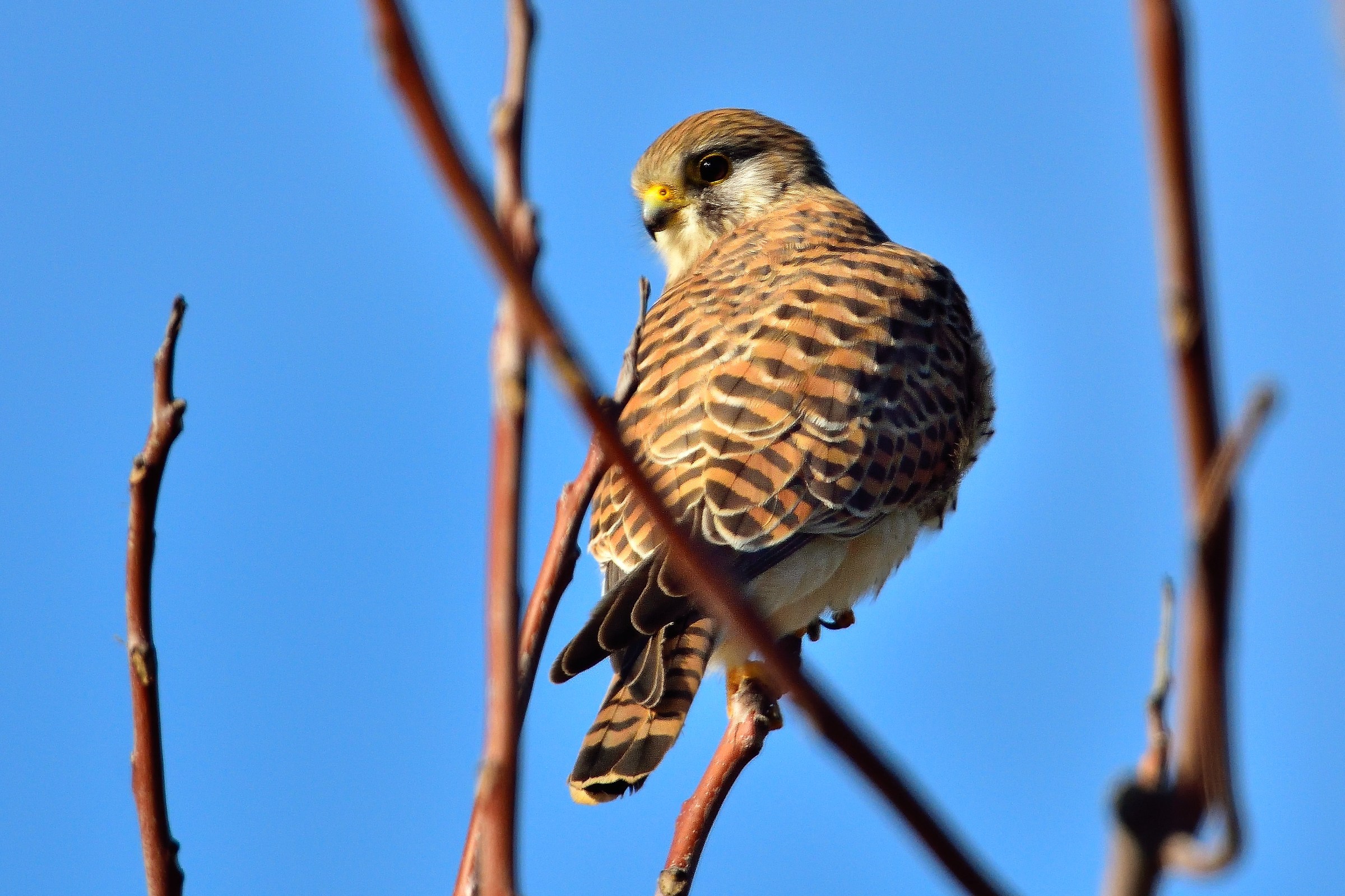 Gheppio (Falco tinnunculus)