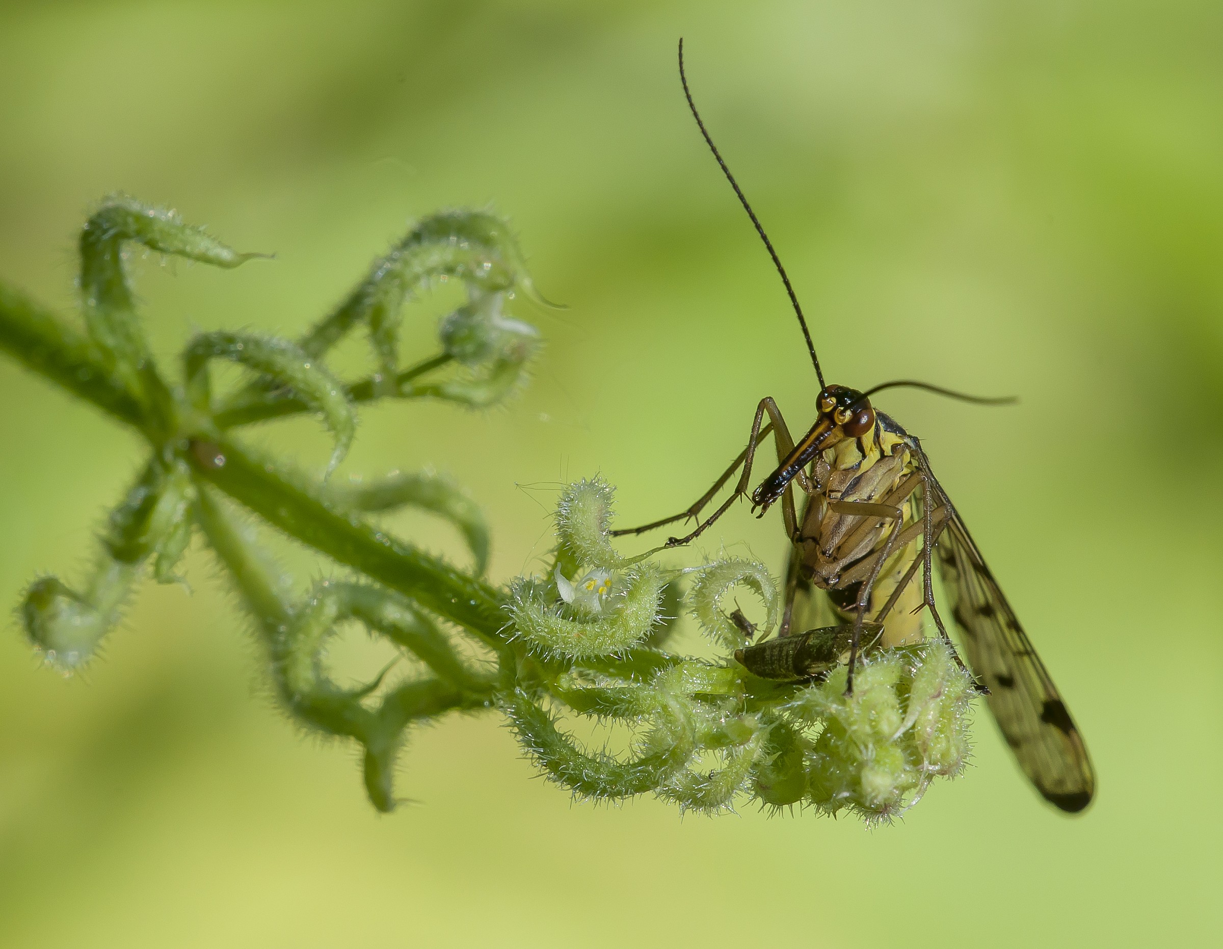 Scorpionfly