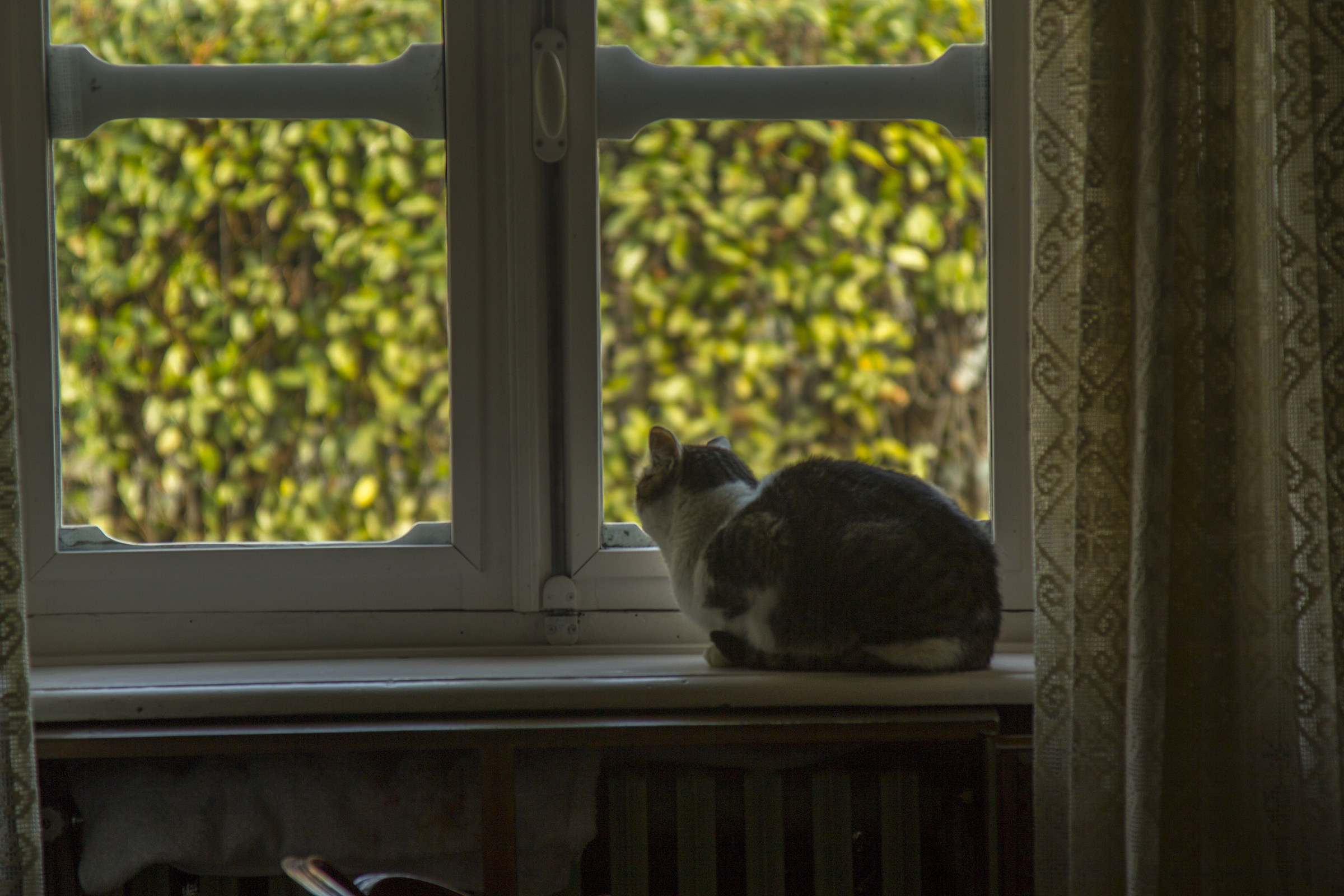 Al di là della finestra (e ciò che la gatta vi...