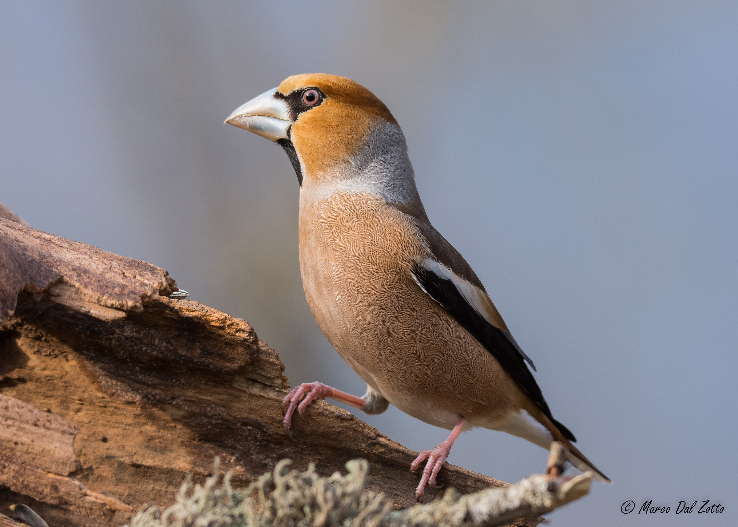 il re della mangiatoia
