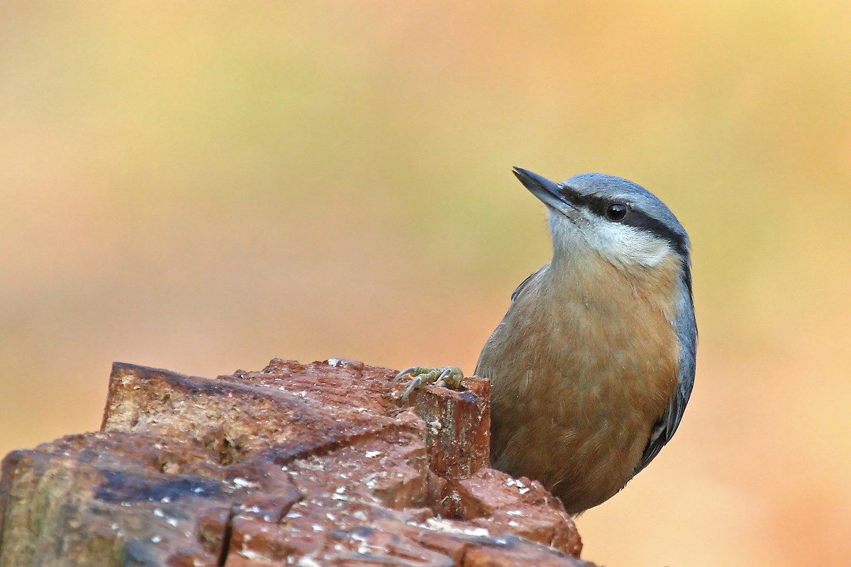 nuthatch