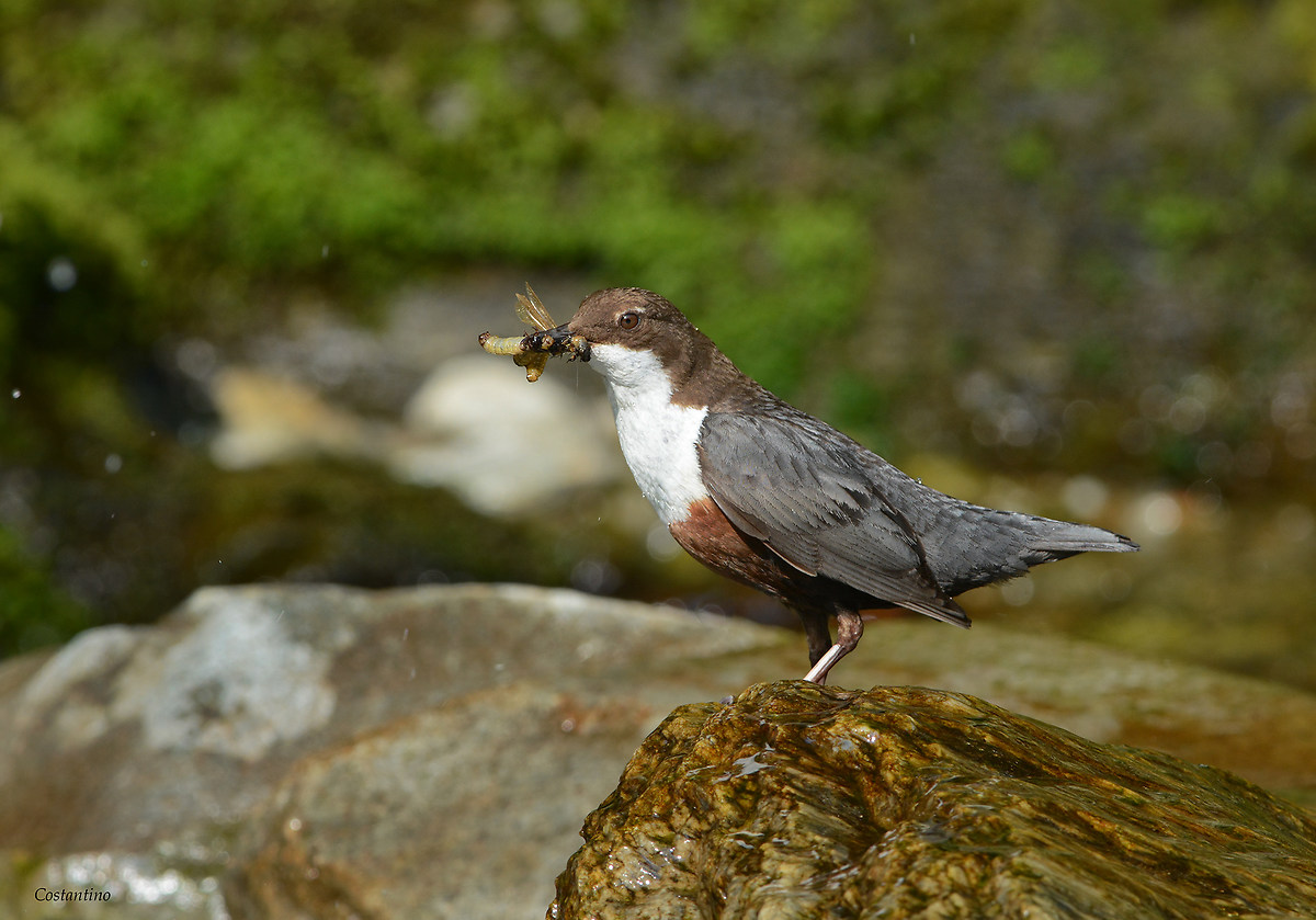 Dipper (Cinclus cinclus)