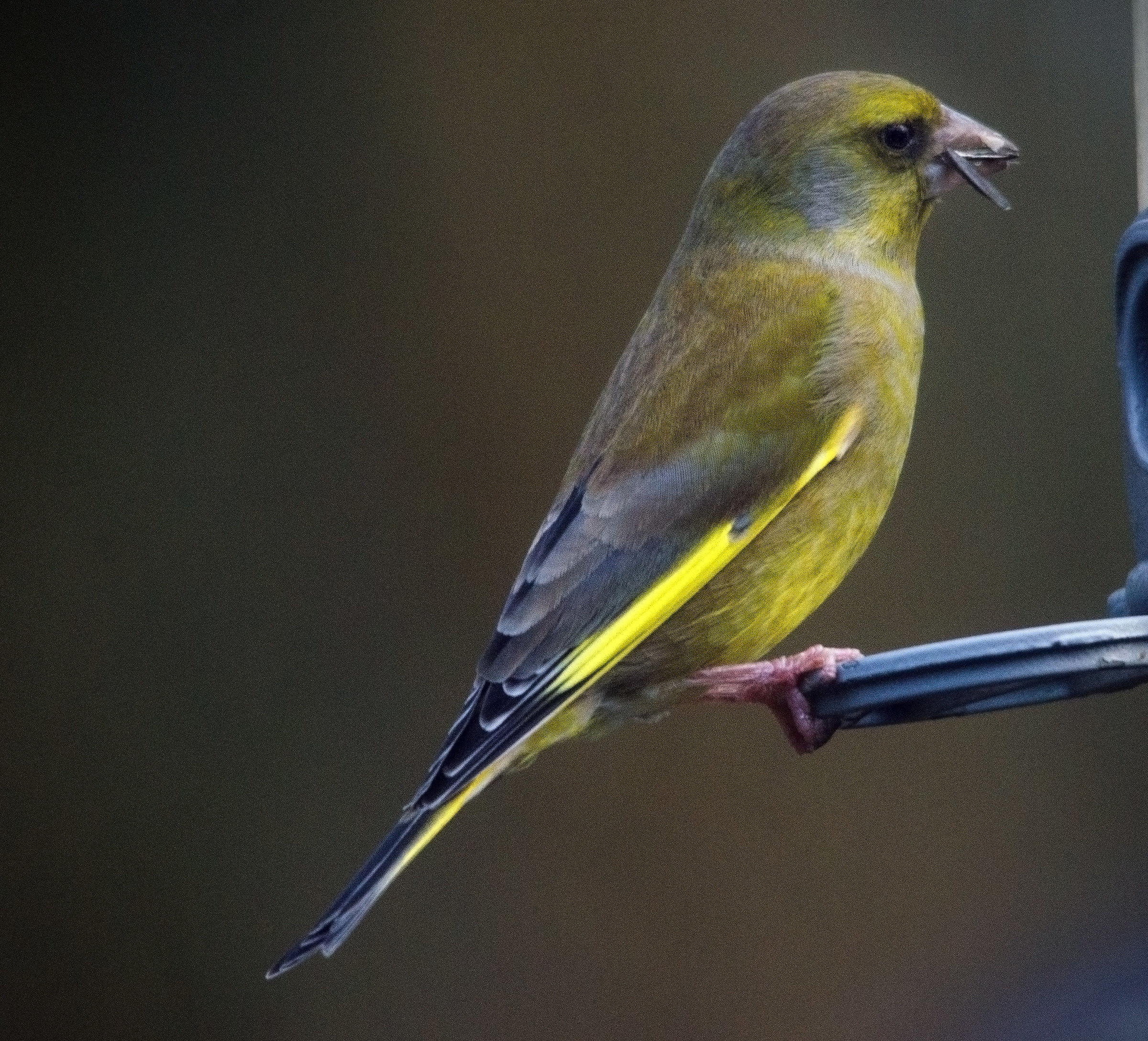 Greenfinch