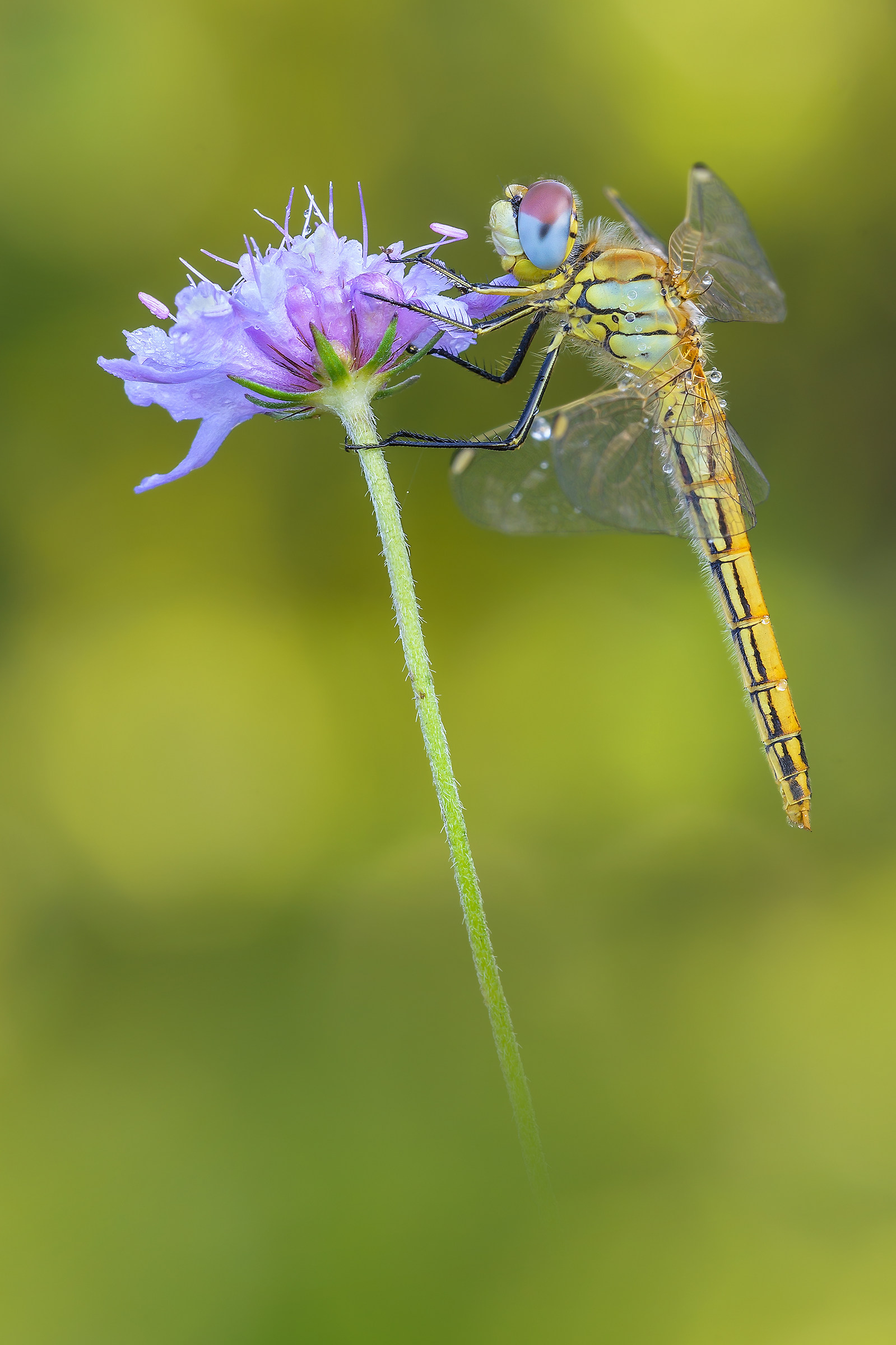 sympetrum fonscolombii