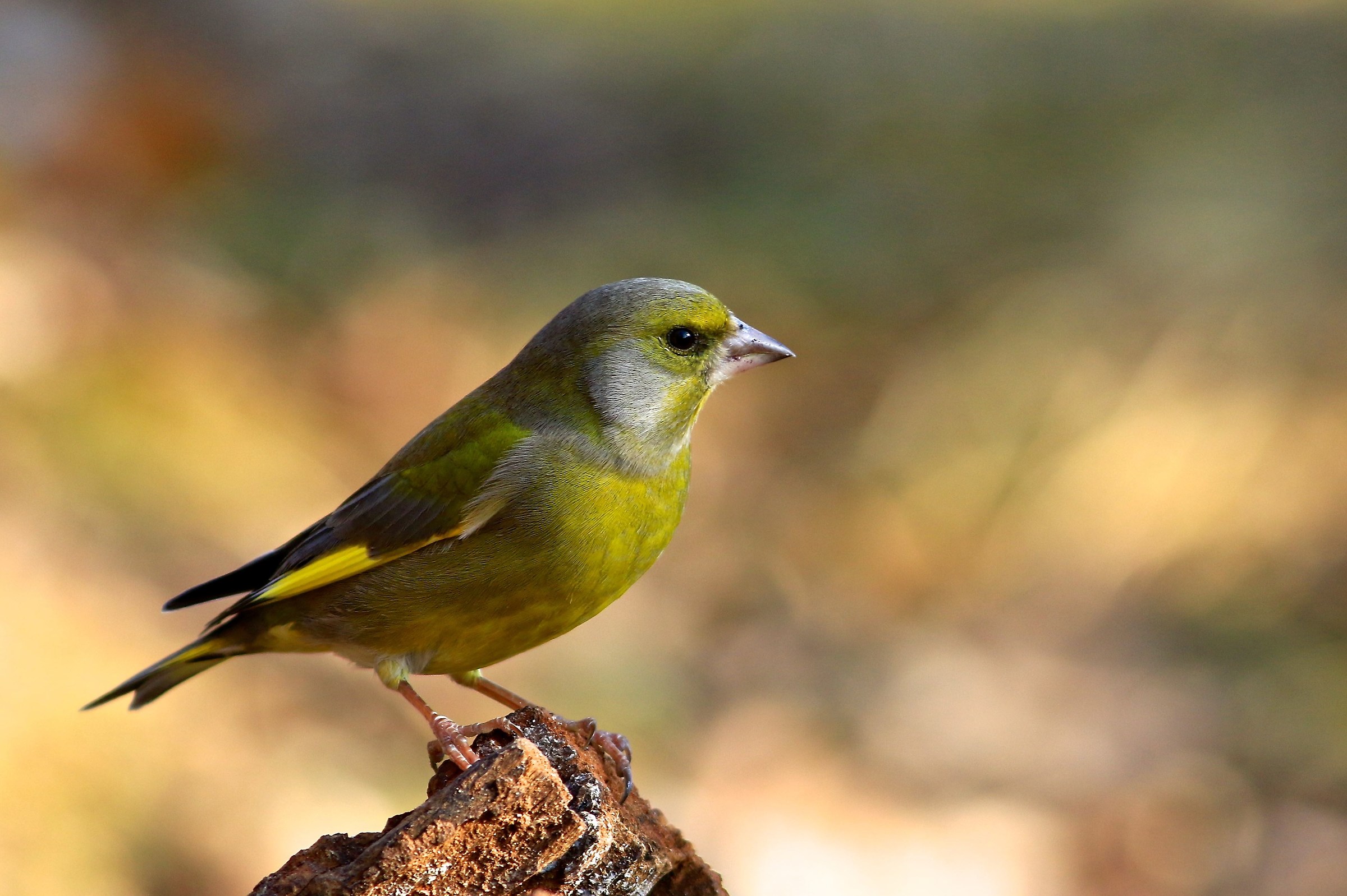 il mio primo verdone