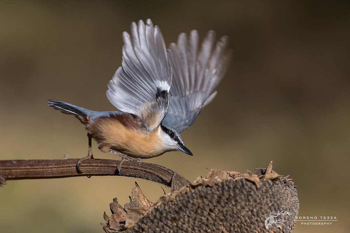 nuthatch