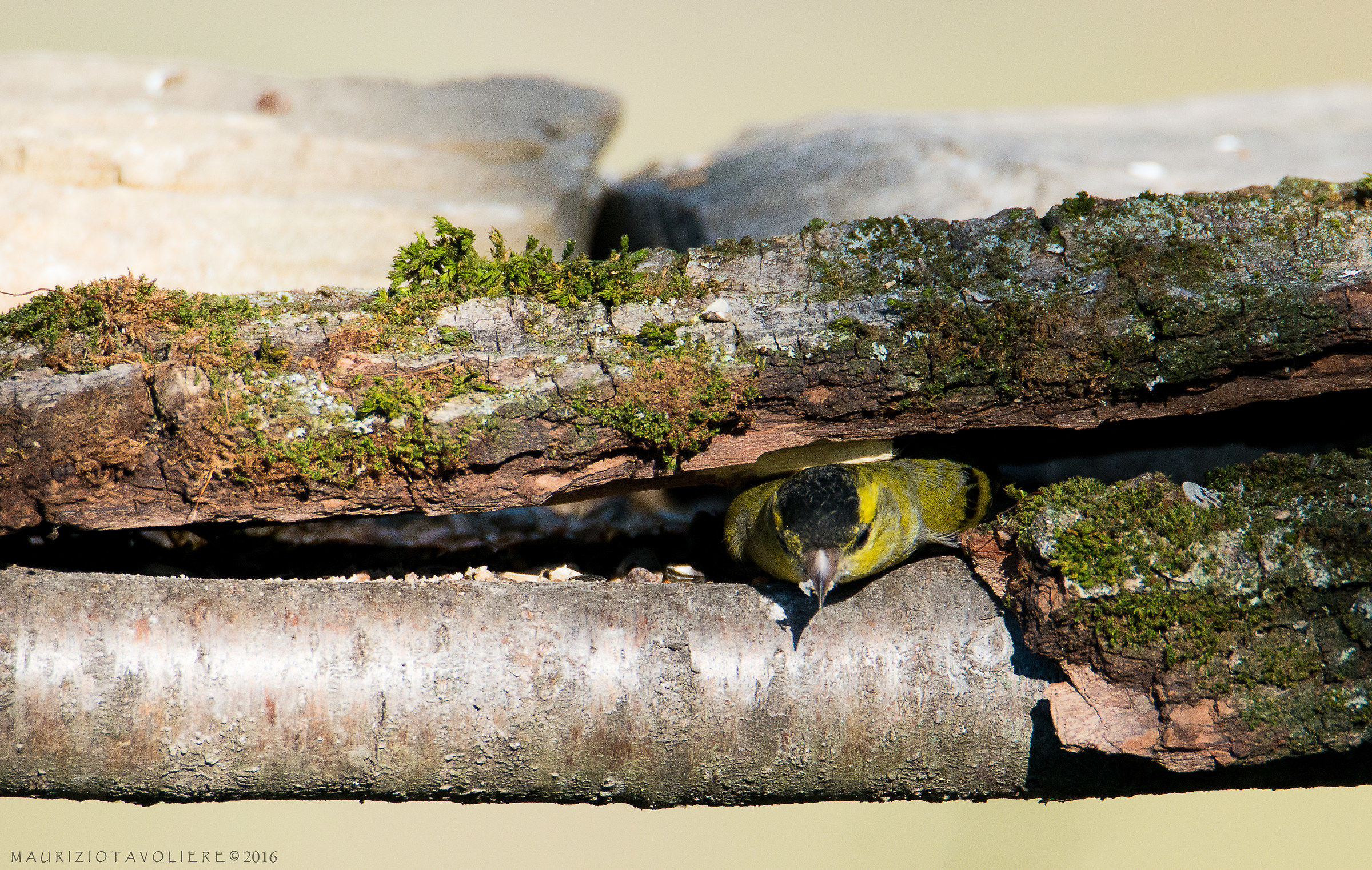 Mi ... so ... no ... in ... ca ... stratooooo !!!