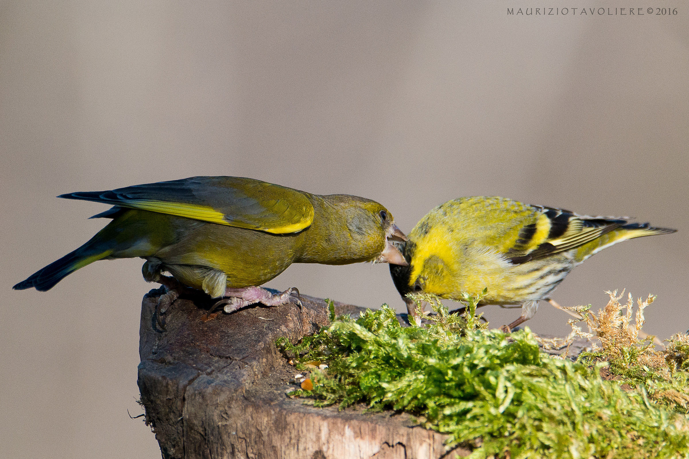 Verdone allo sgagno !!