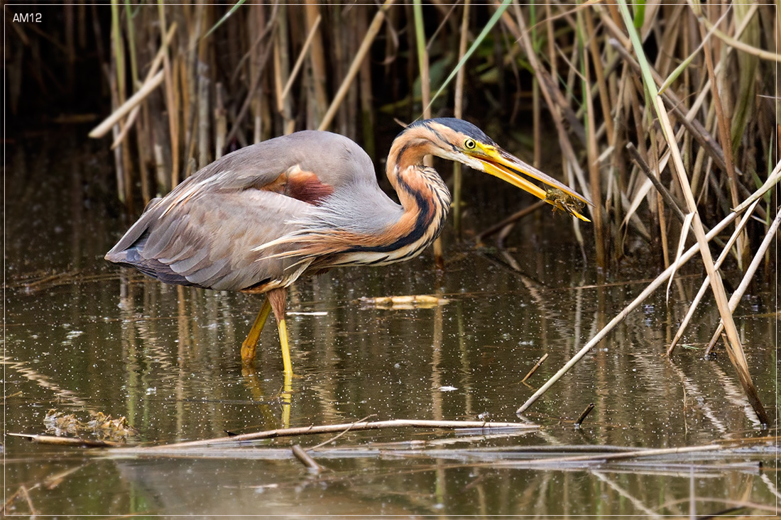 Airone rosso con gambero di fiume