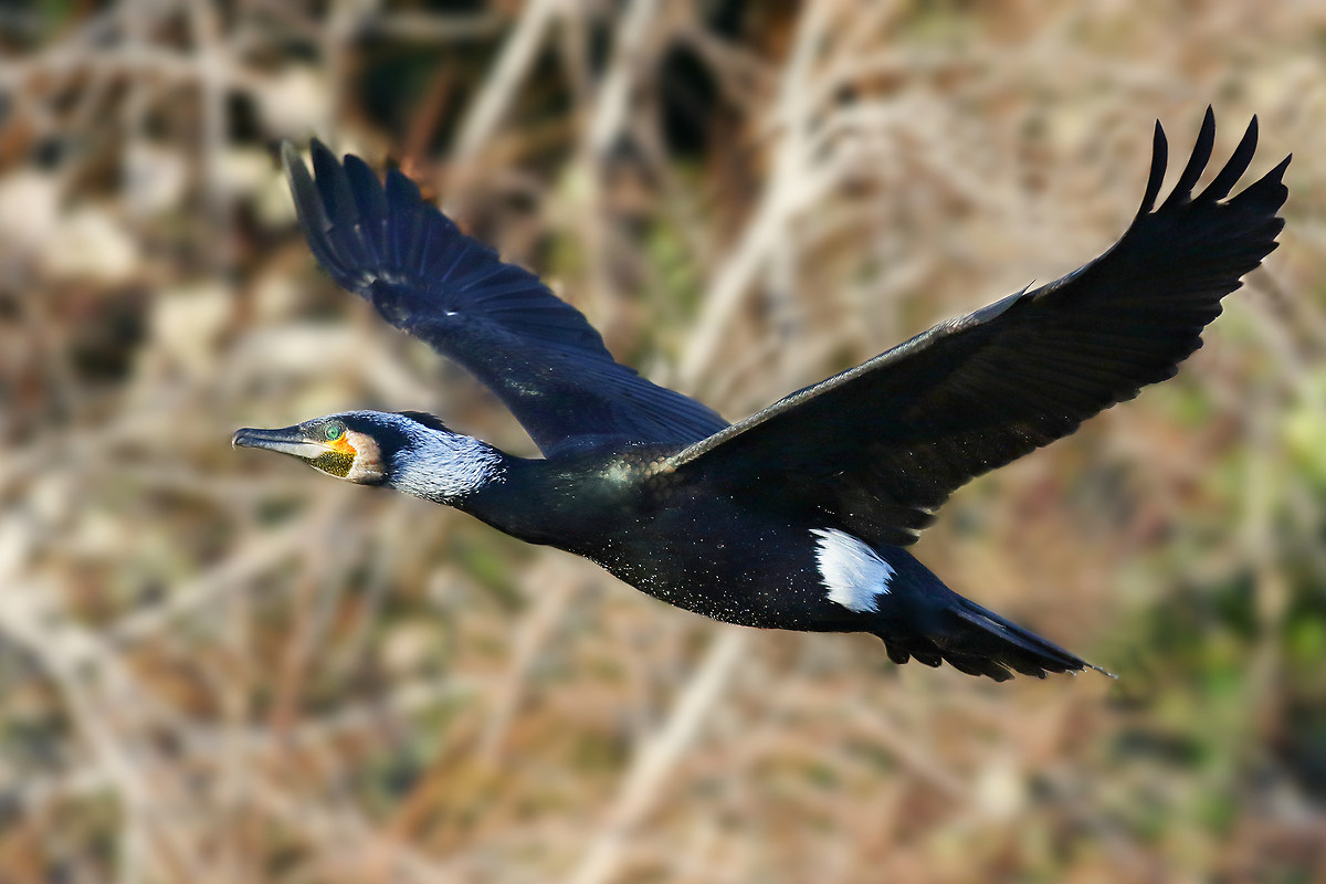 Cormorano in volo