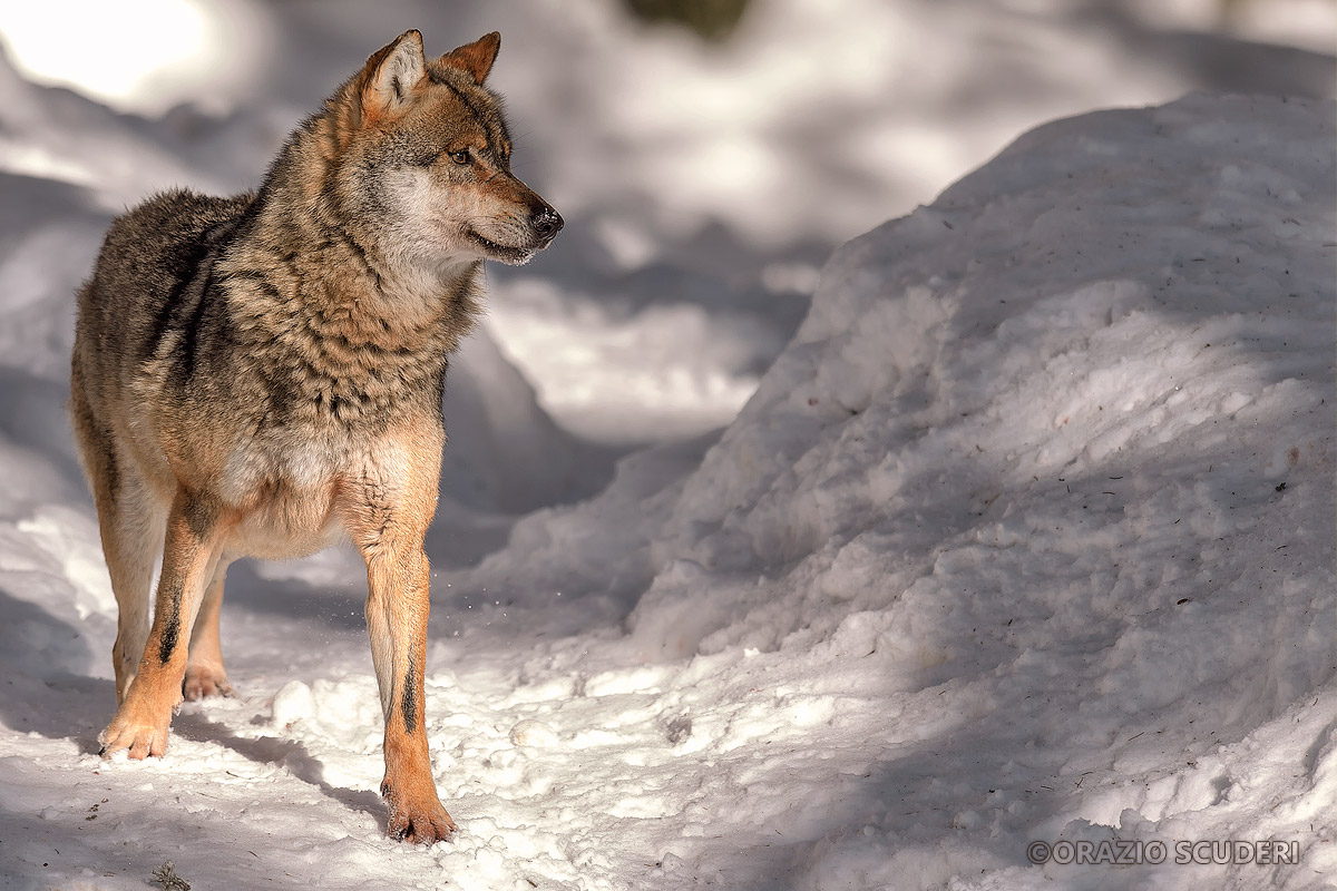 Canis lupus (Bayerischer Wald)