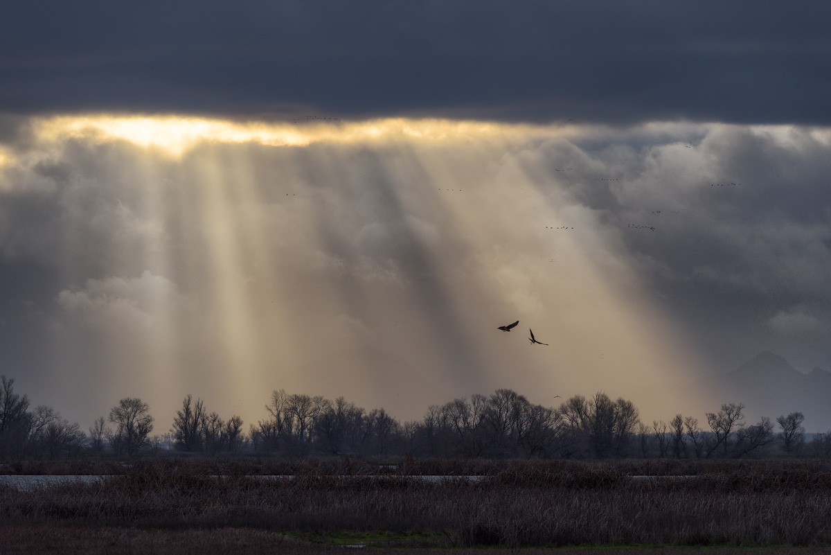 Sacramento Valley- CA sunrise with Northen Harriers