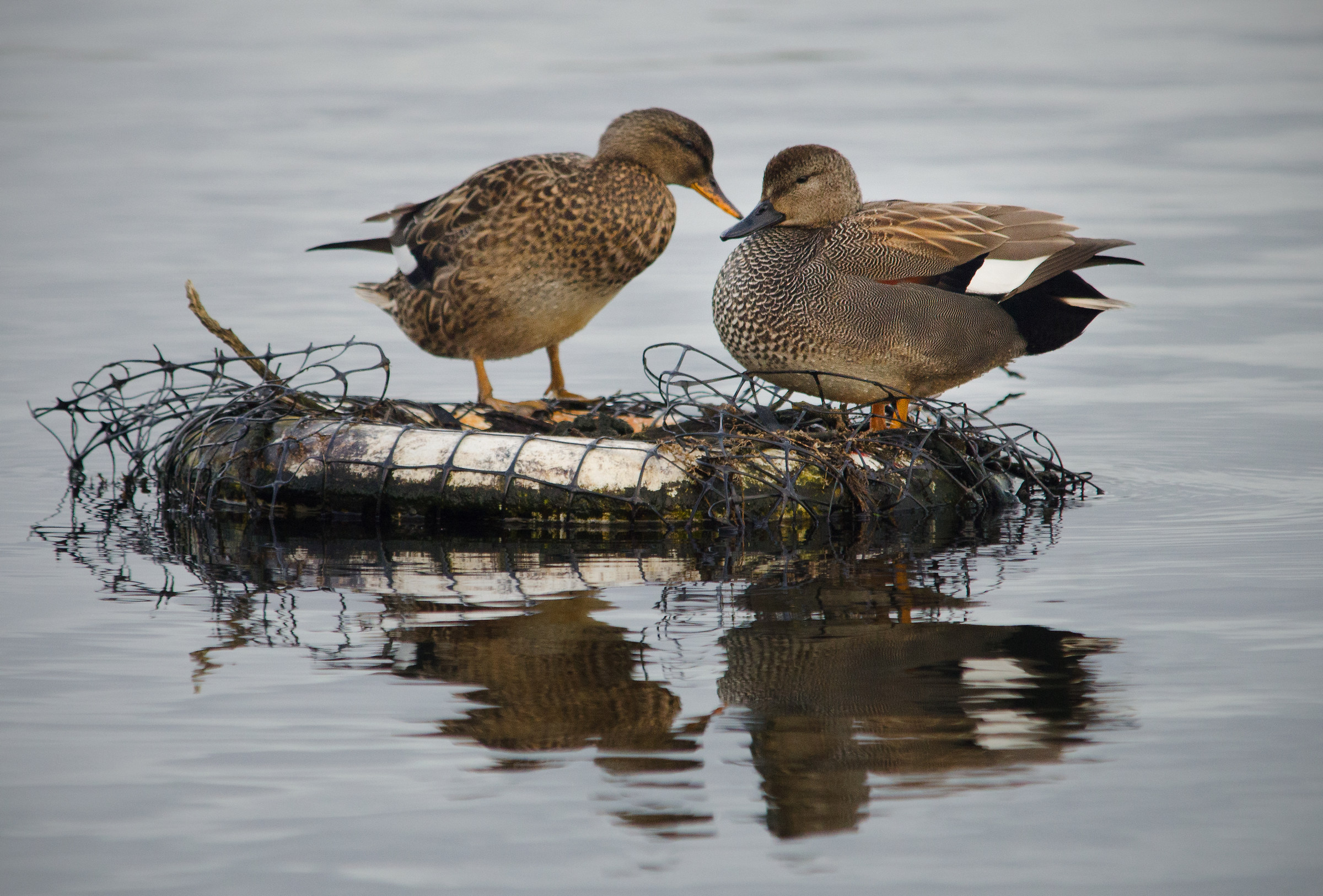 Gadwall Duck (Anas Strepera)
