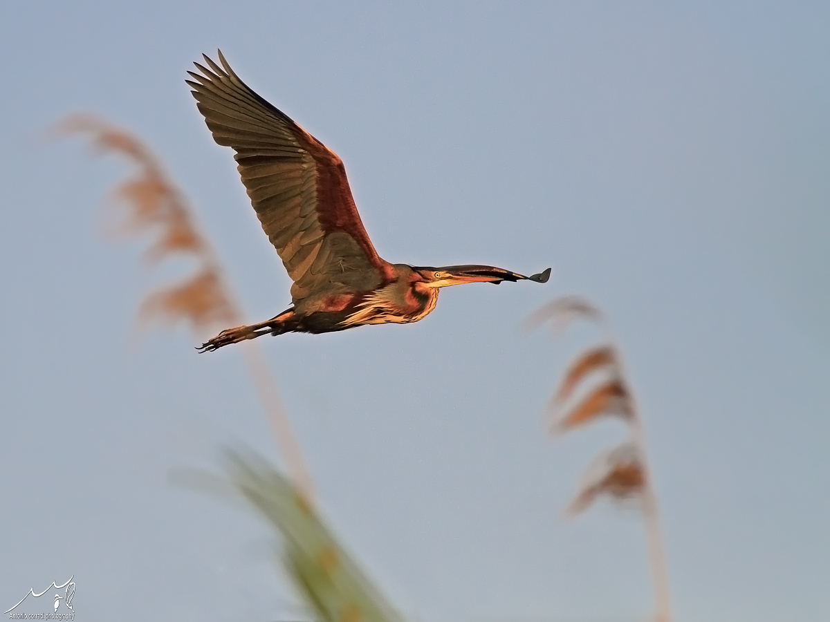 Airone Rosso.... al tramonto...