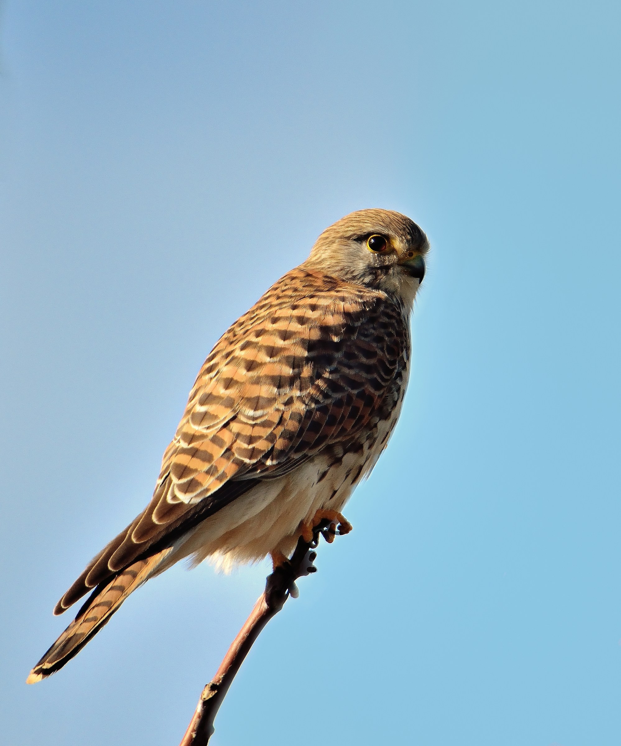 Gheppio (Falco tinnunculus)