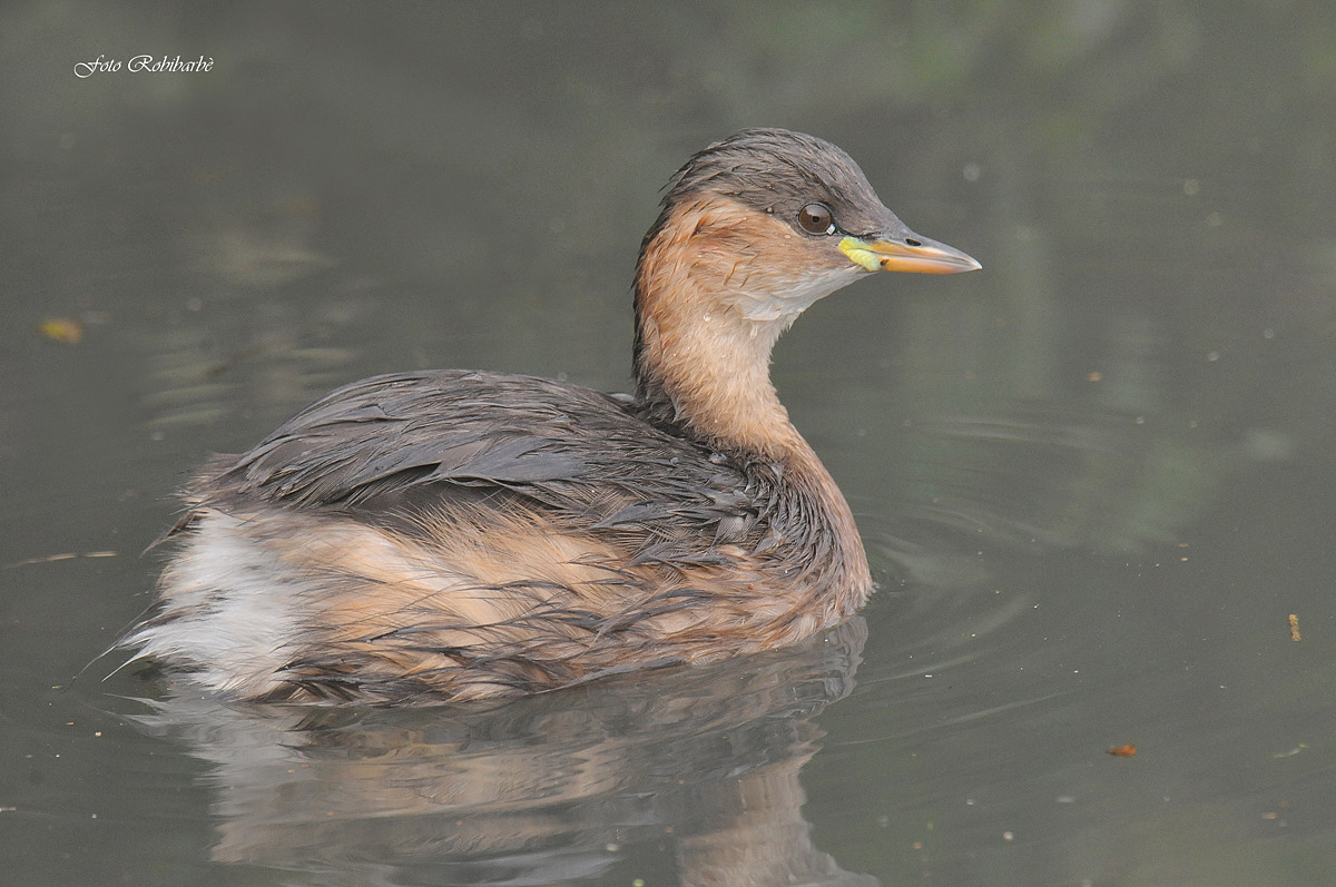 Tuffetto...no crop...