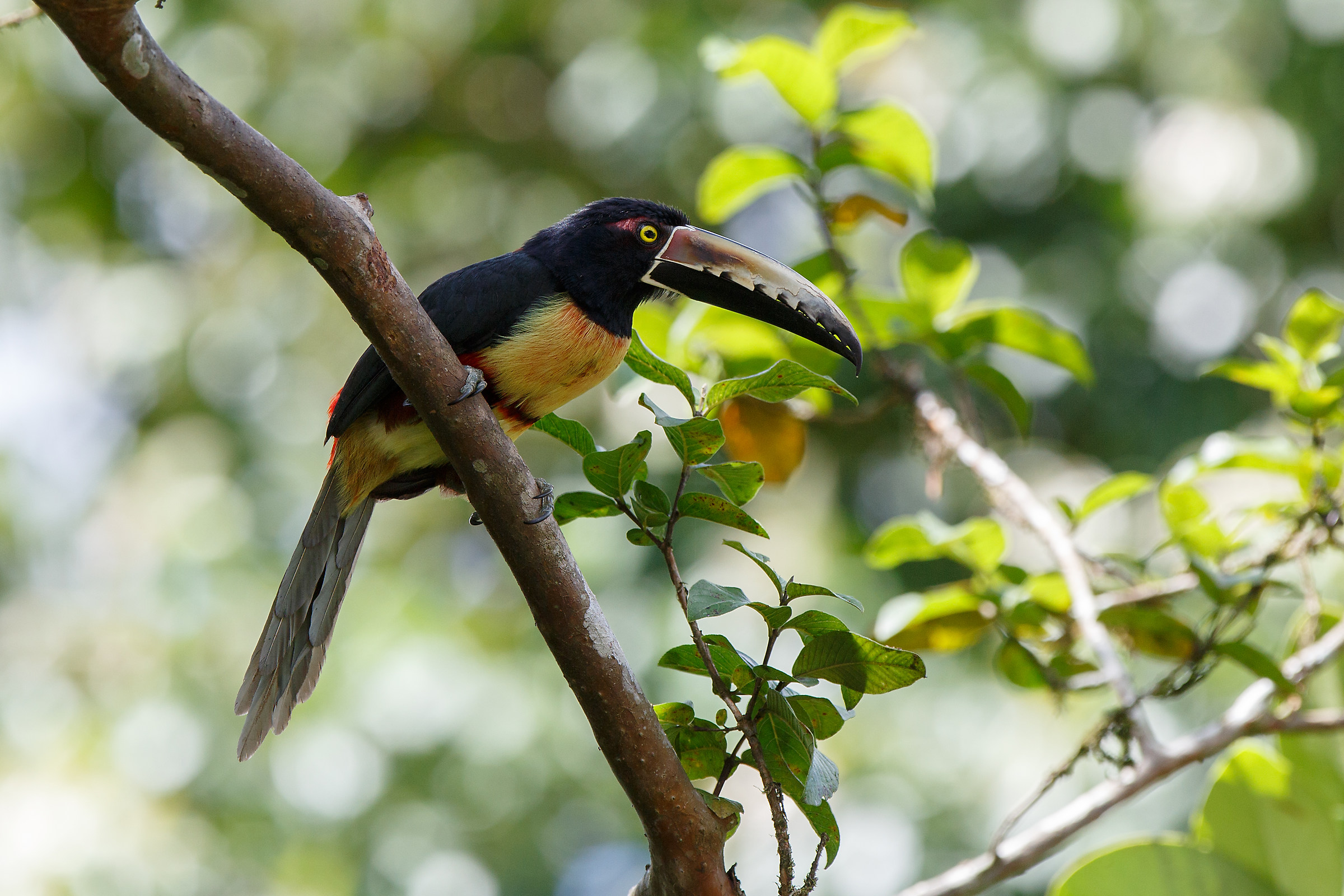 Collared Aracari