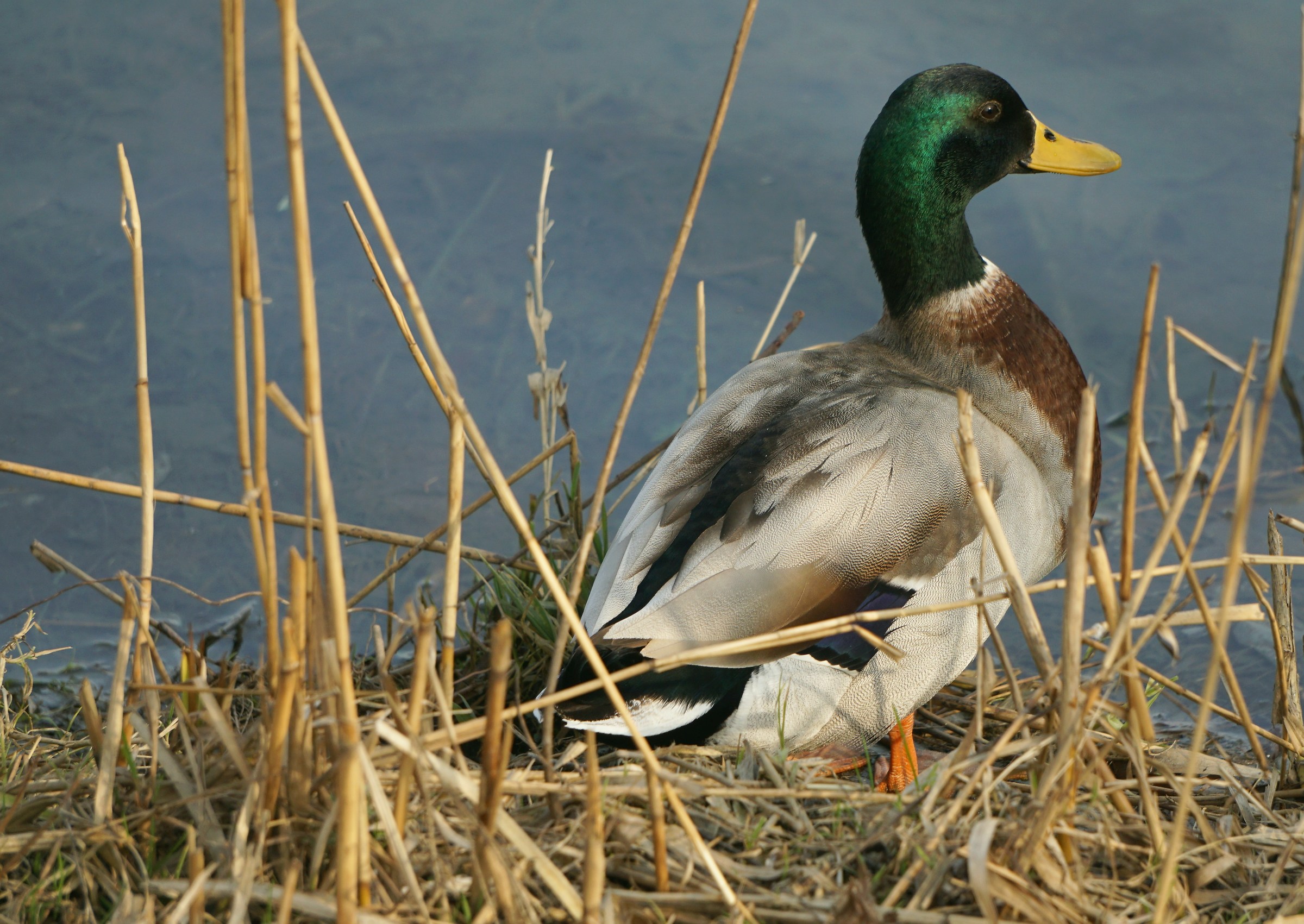 Germano Reale sulla riva del Po