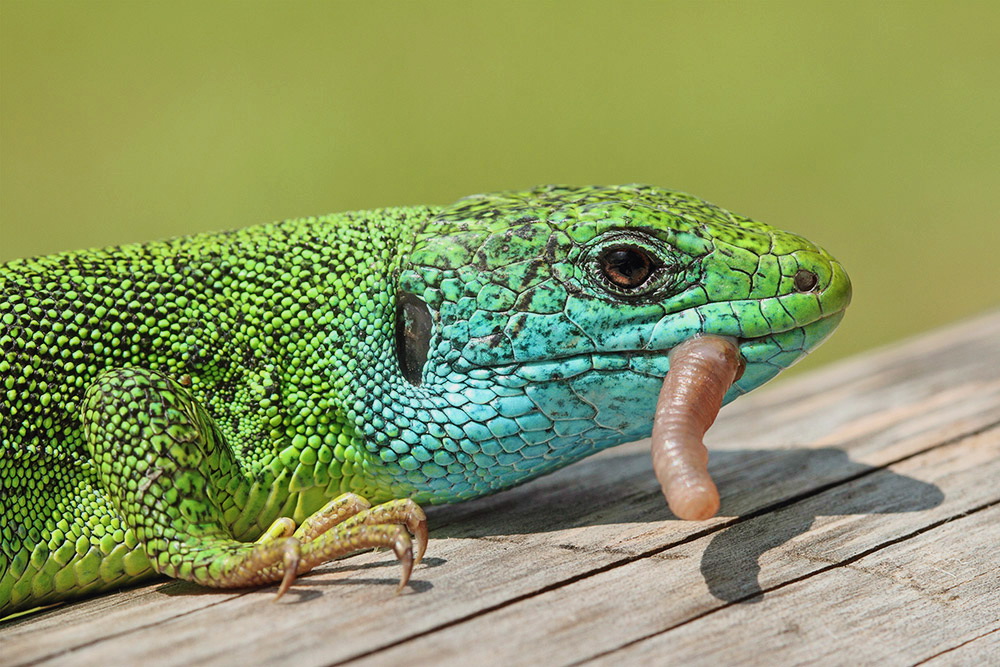 Green lizard with prey