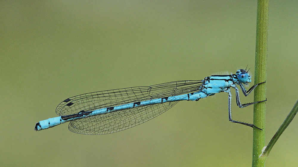 Common blue damselfly Enallagma cyathigerum