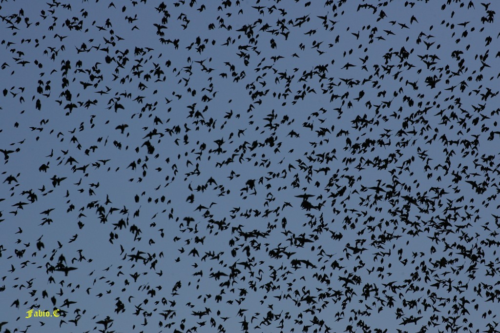 Storni in volo