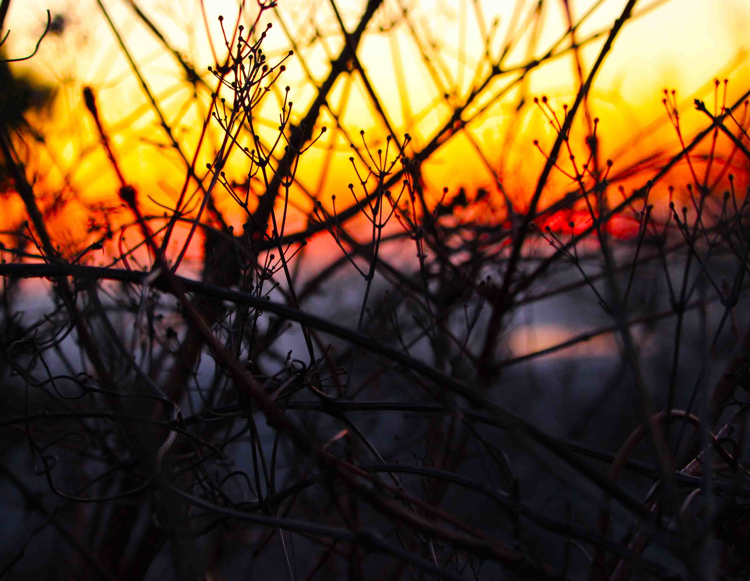 Last rays of light between the branches