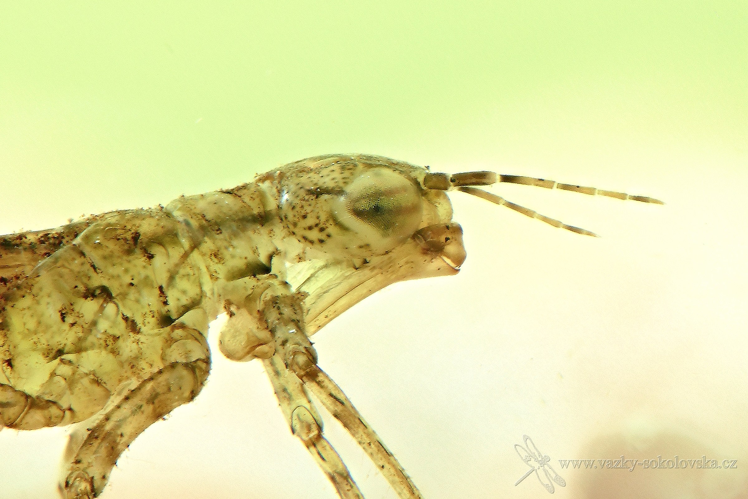 Coenagrion puella - larva