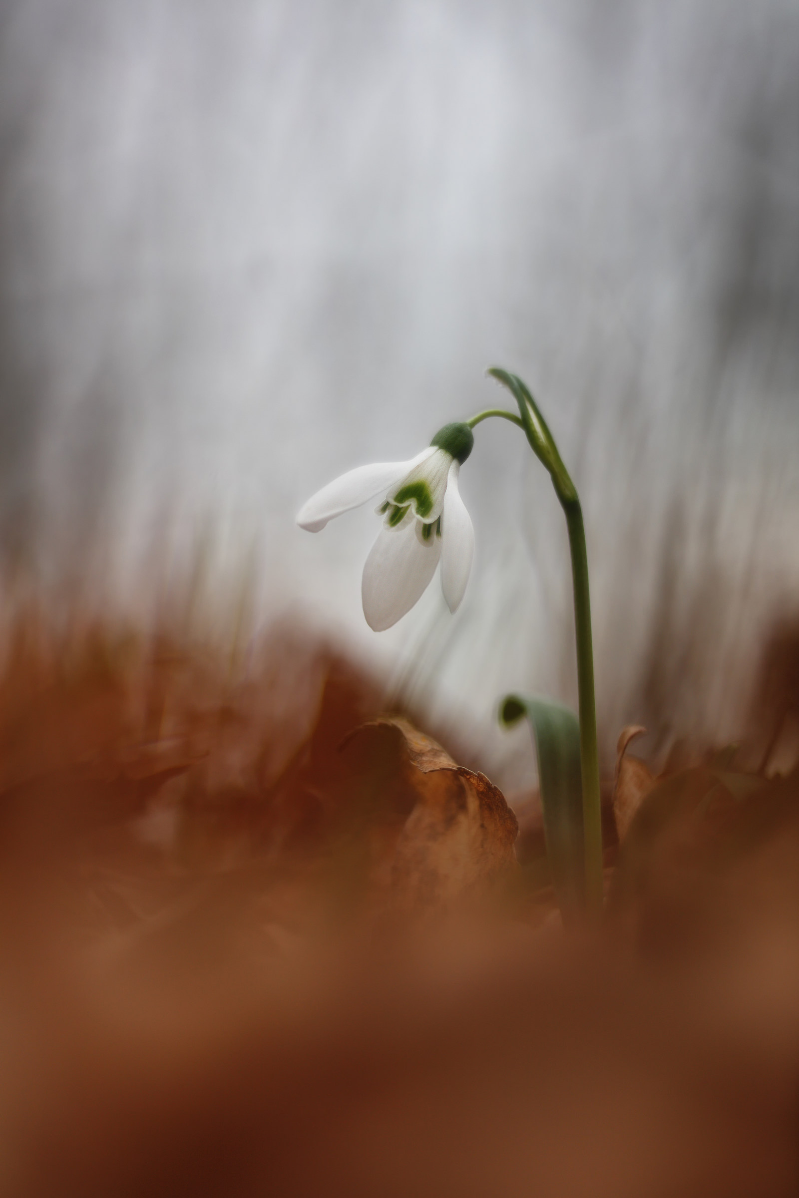 Snowdrop