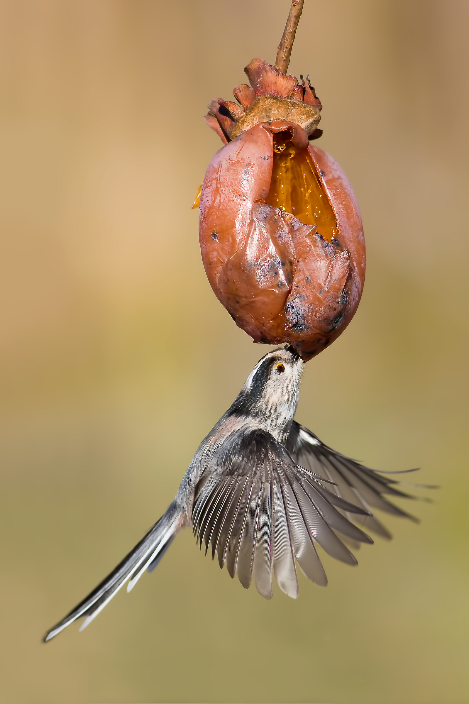 Tit in flight
