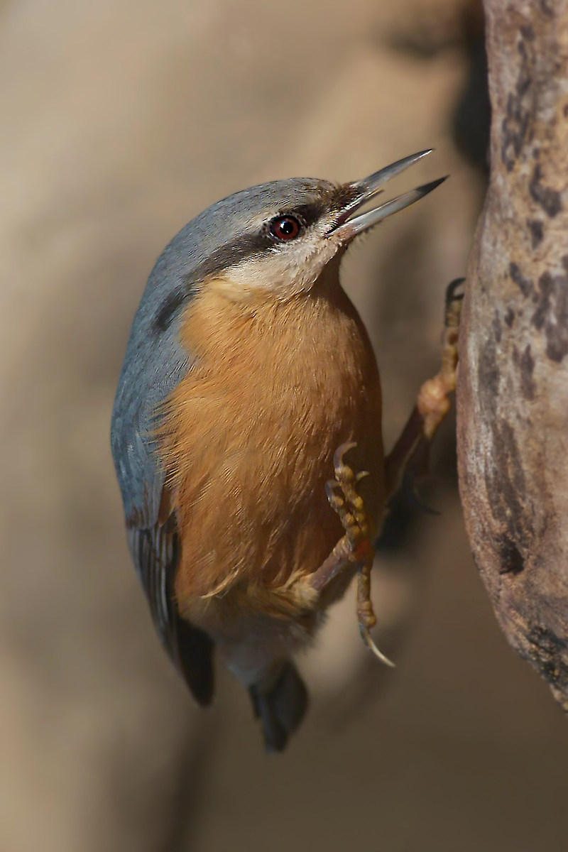 nuthatch